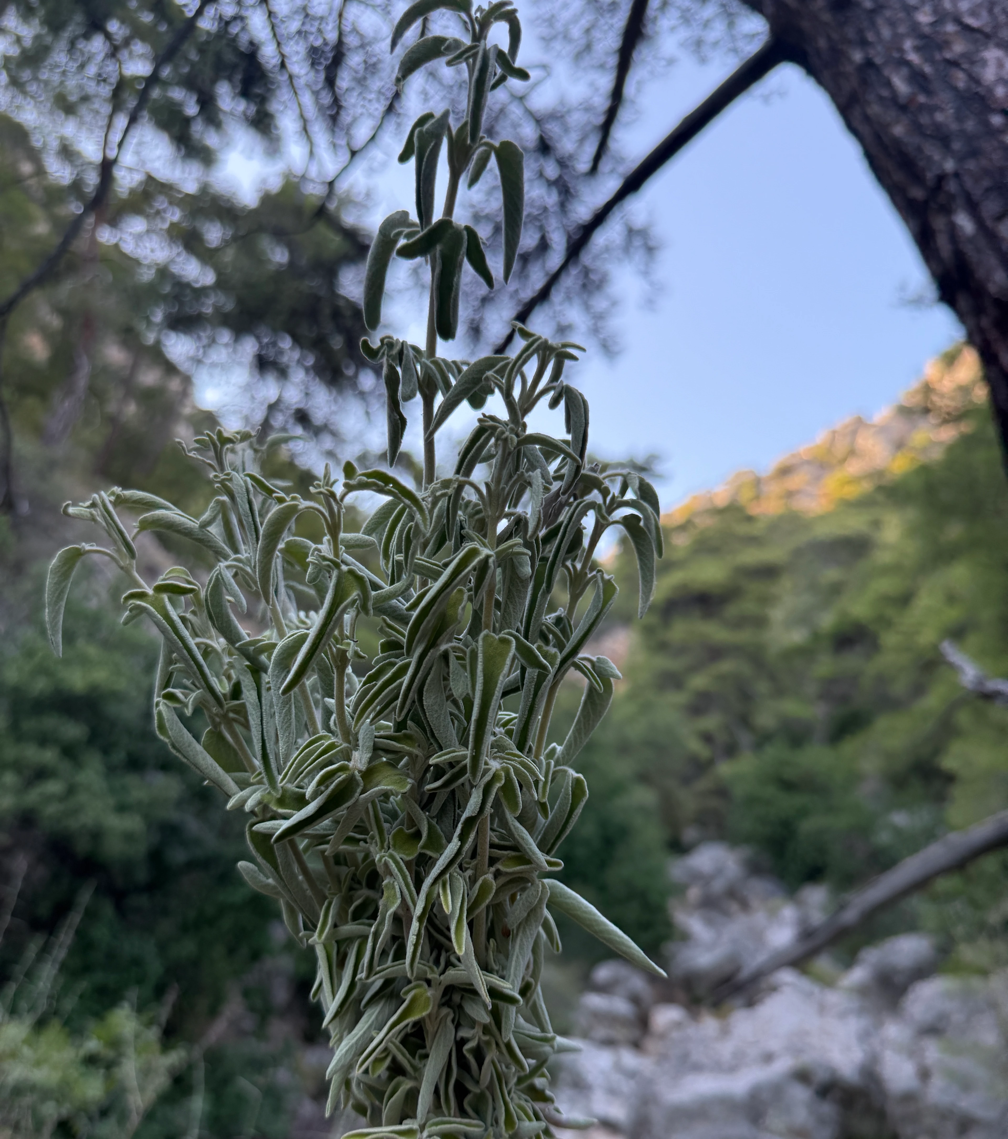 Şalba (Adaçayı, Tütsü) Salvia 50gr