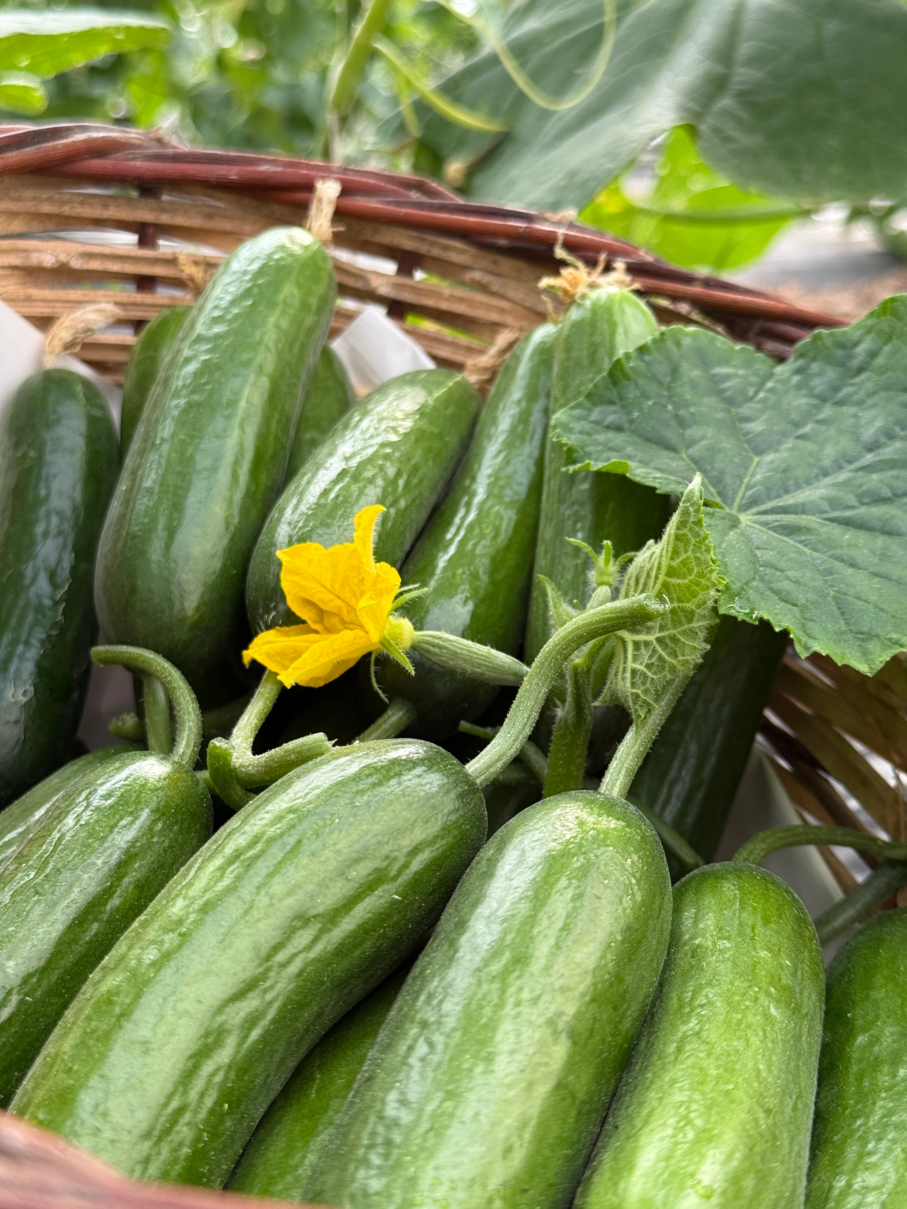 İlaçsız Badem Salatalık 2kg (Çengelköy Silor)