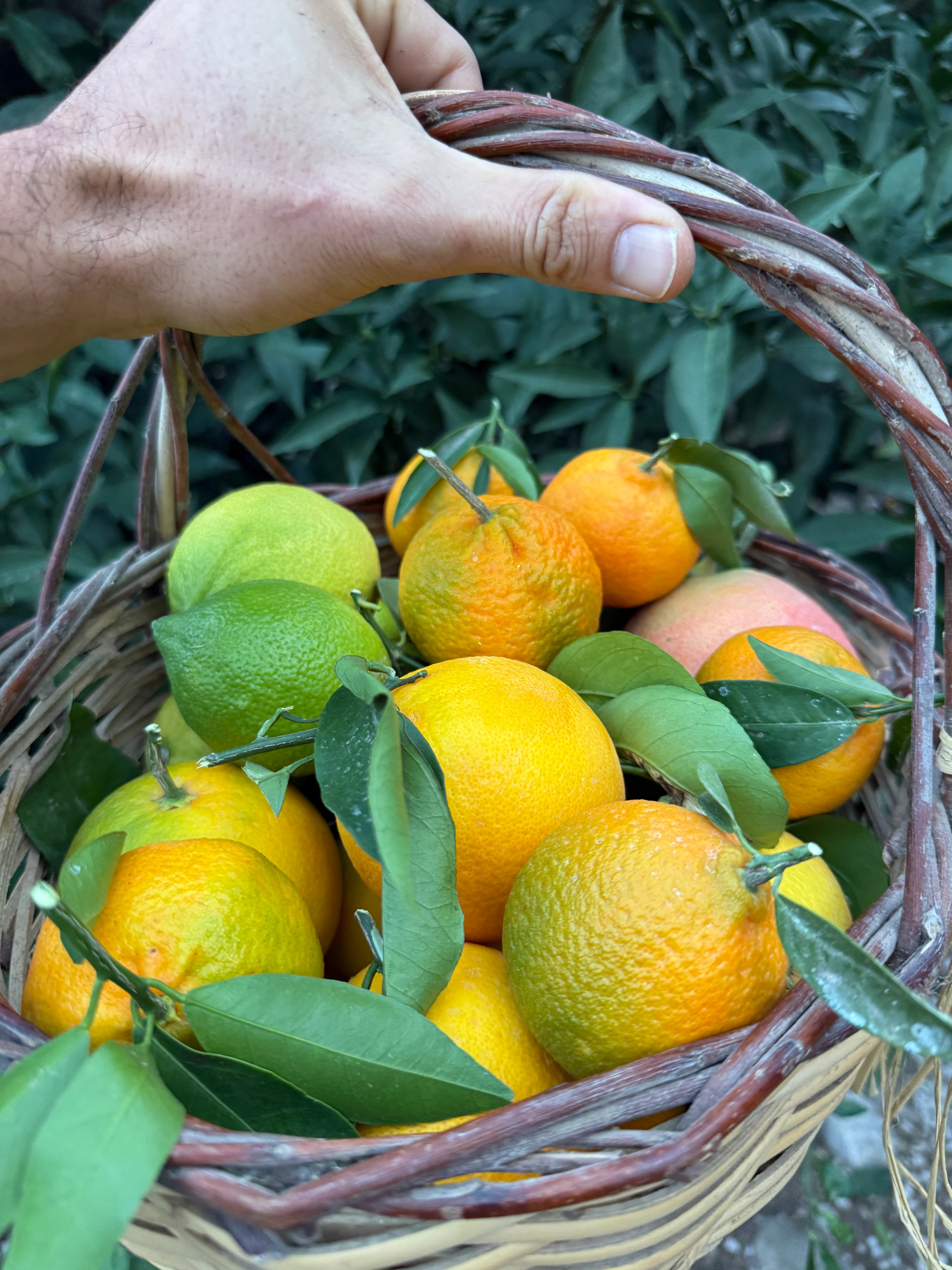 5kg C Vitamini Sepeti (4 Çeşit Turunçgil)