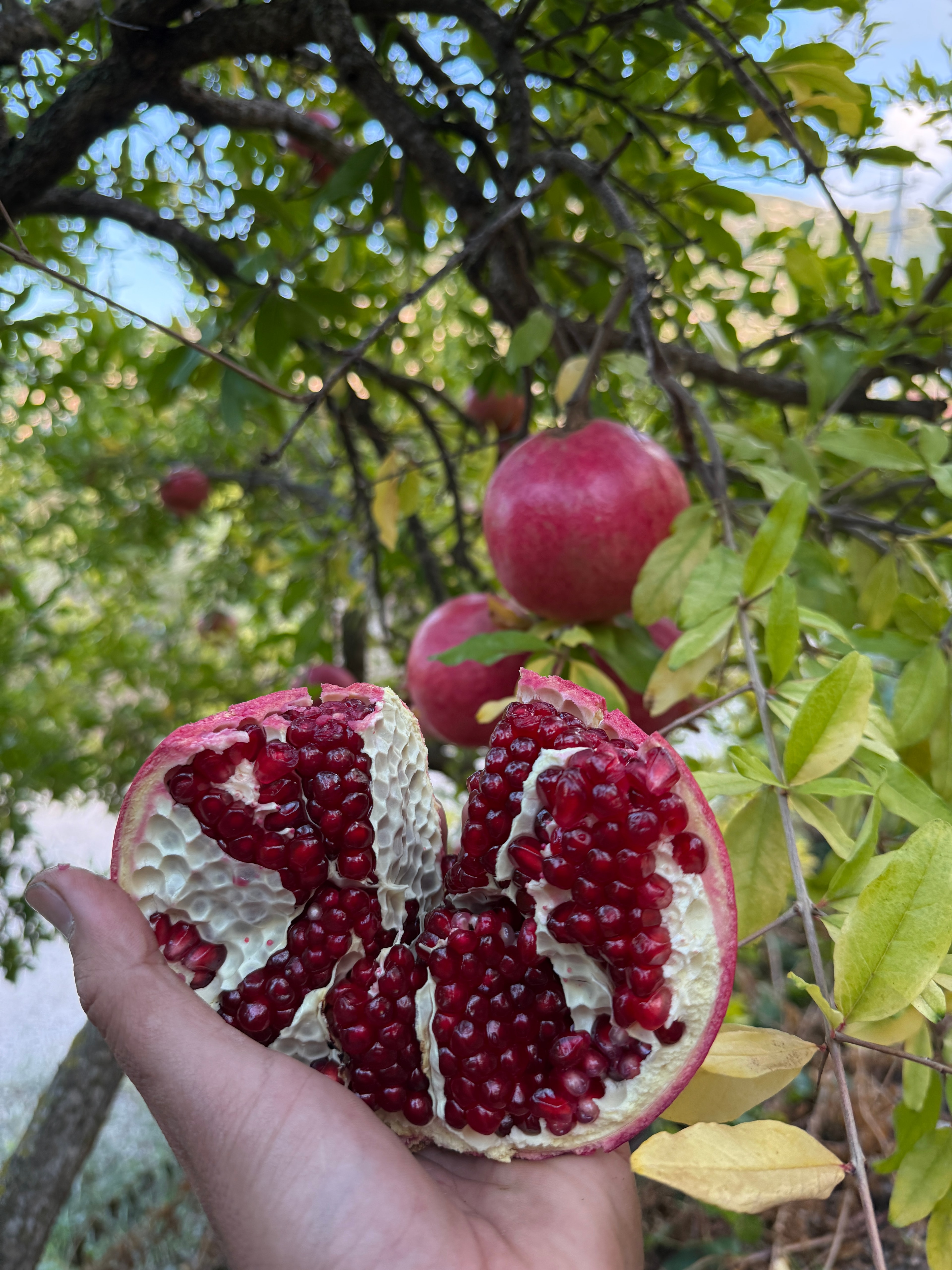 Hicaz Nar 1. Kalite Kg