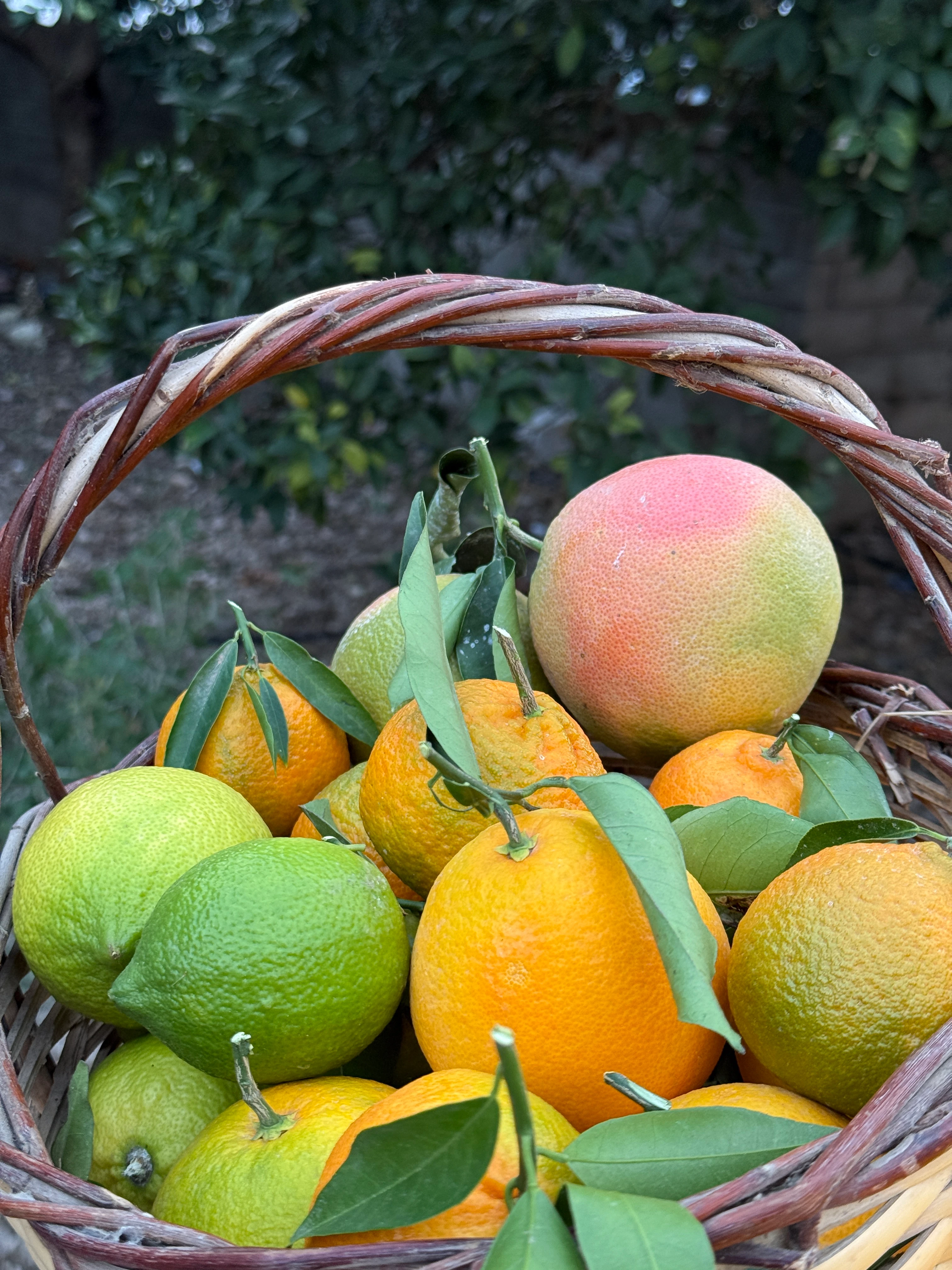 5kg C Vitamini Sepeti (4 Çeşit Turunçgil)