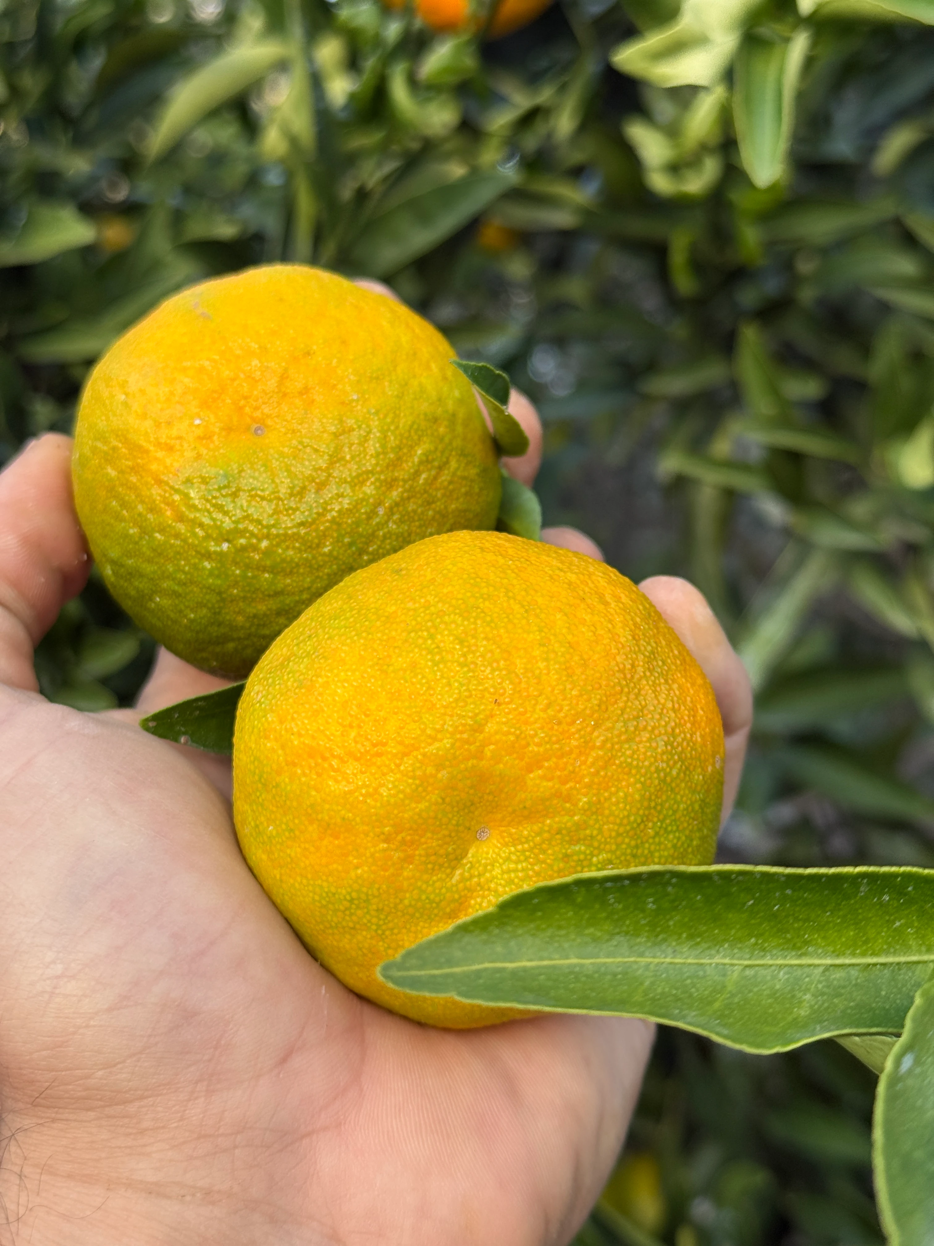 İlaçsız Gramantin Mandalina (Clementine Mandarin) Kg