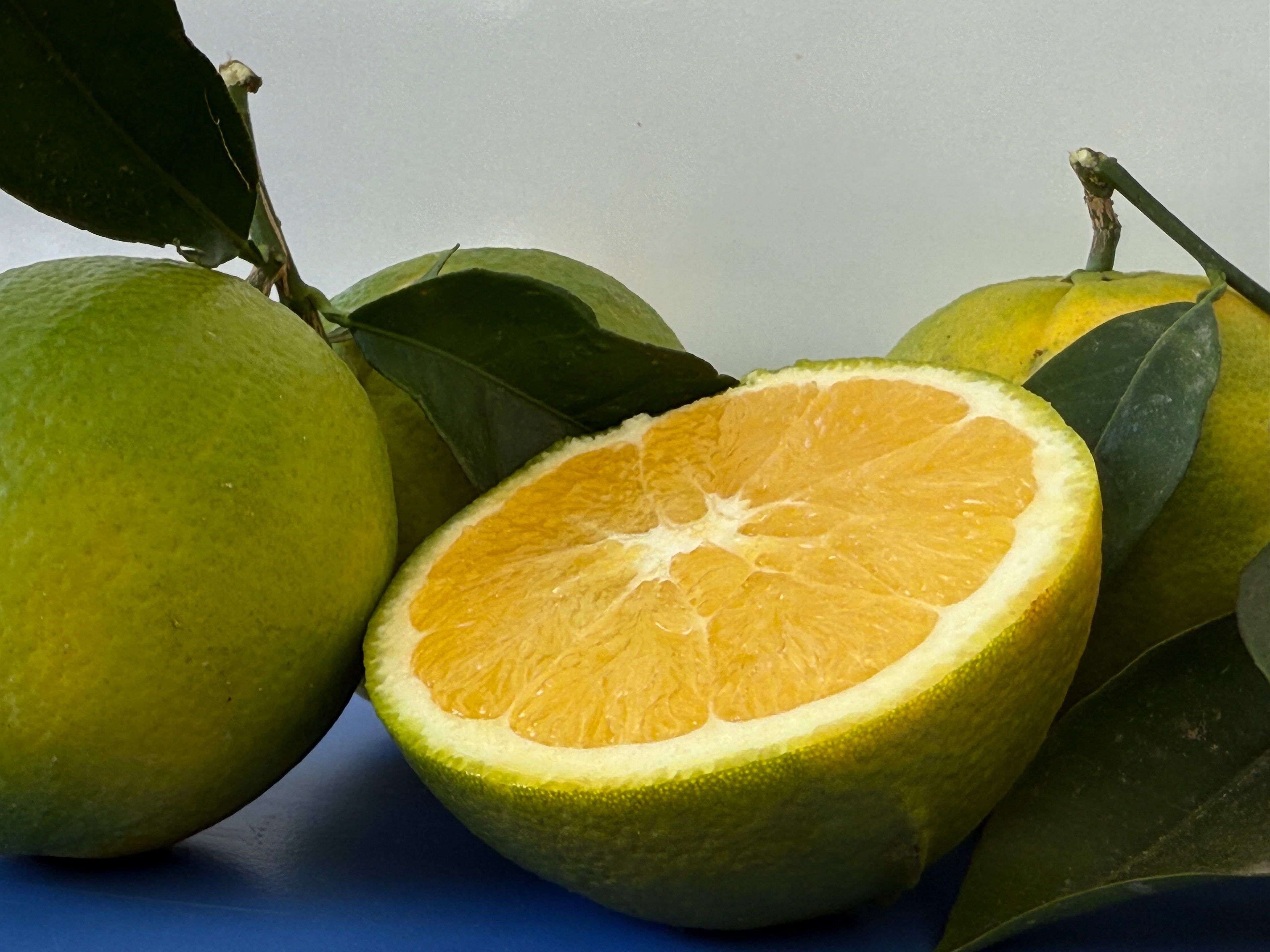 Dalından Finike Portakalı