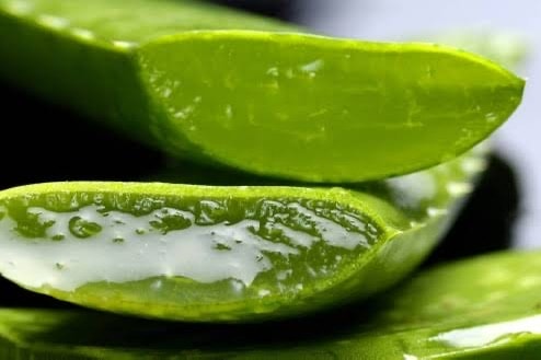 Aloe Vera Yaprak Kg