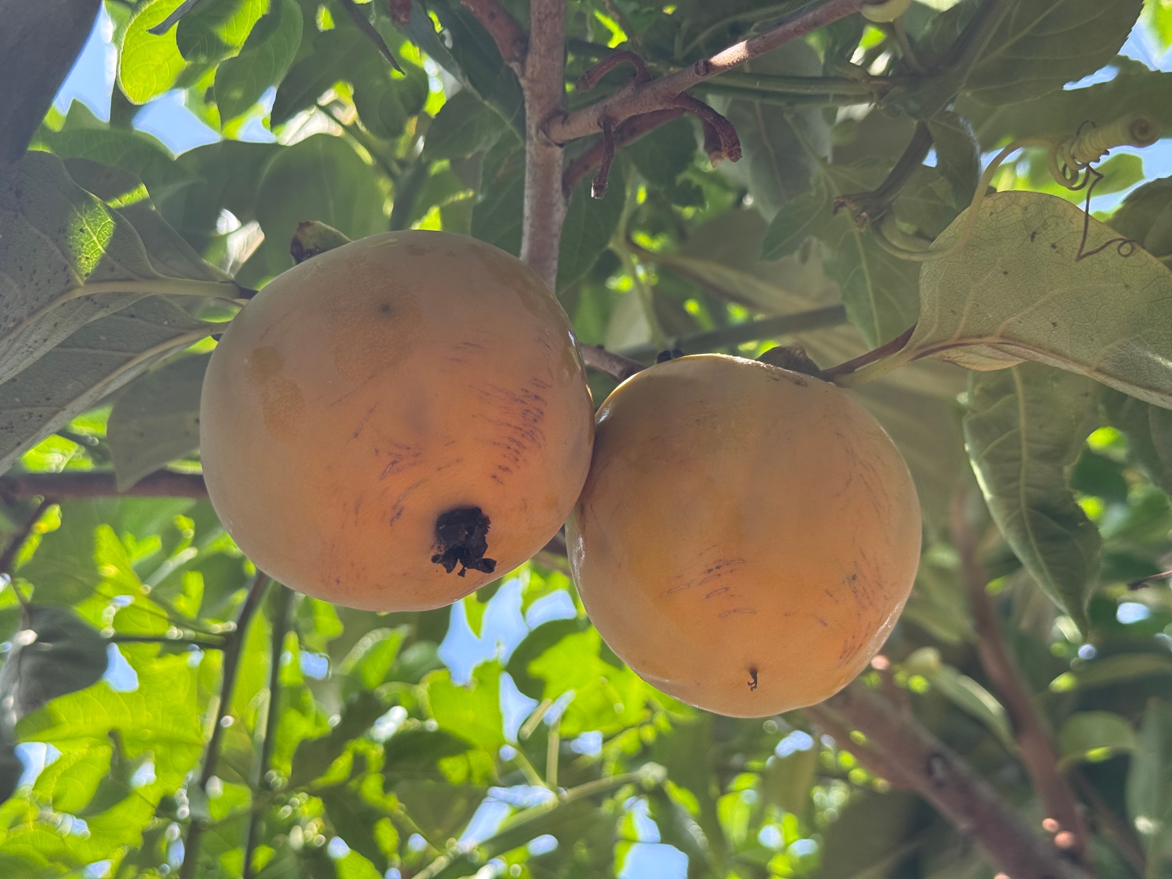 Taze Trabzon Hurması Kg