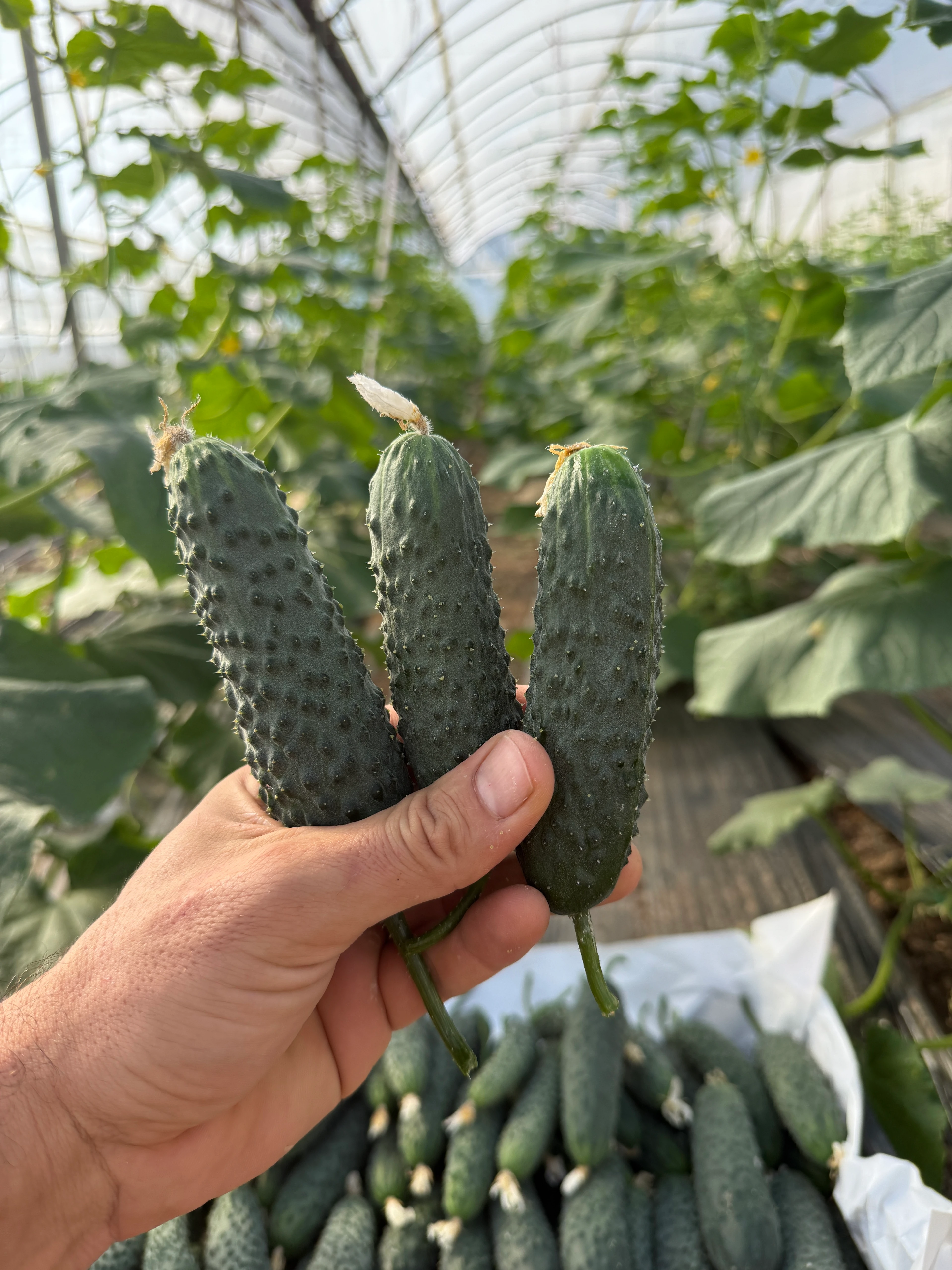 İlaçsız Dikenli Hıyar 2kg