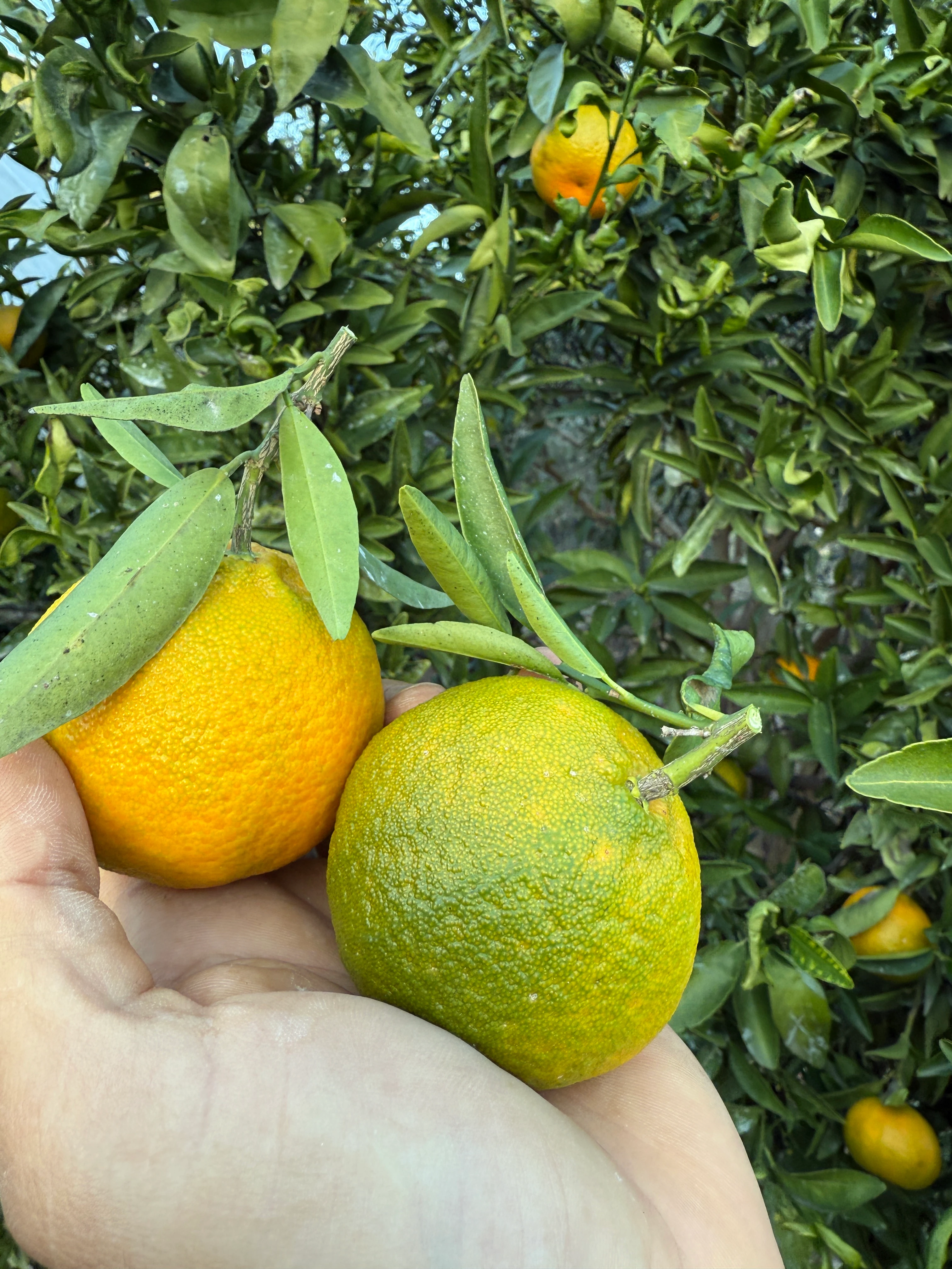 İlaçsız Gramantin Mandalina (Clementine Mandarin) Kg