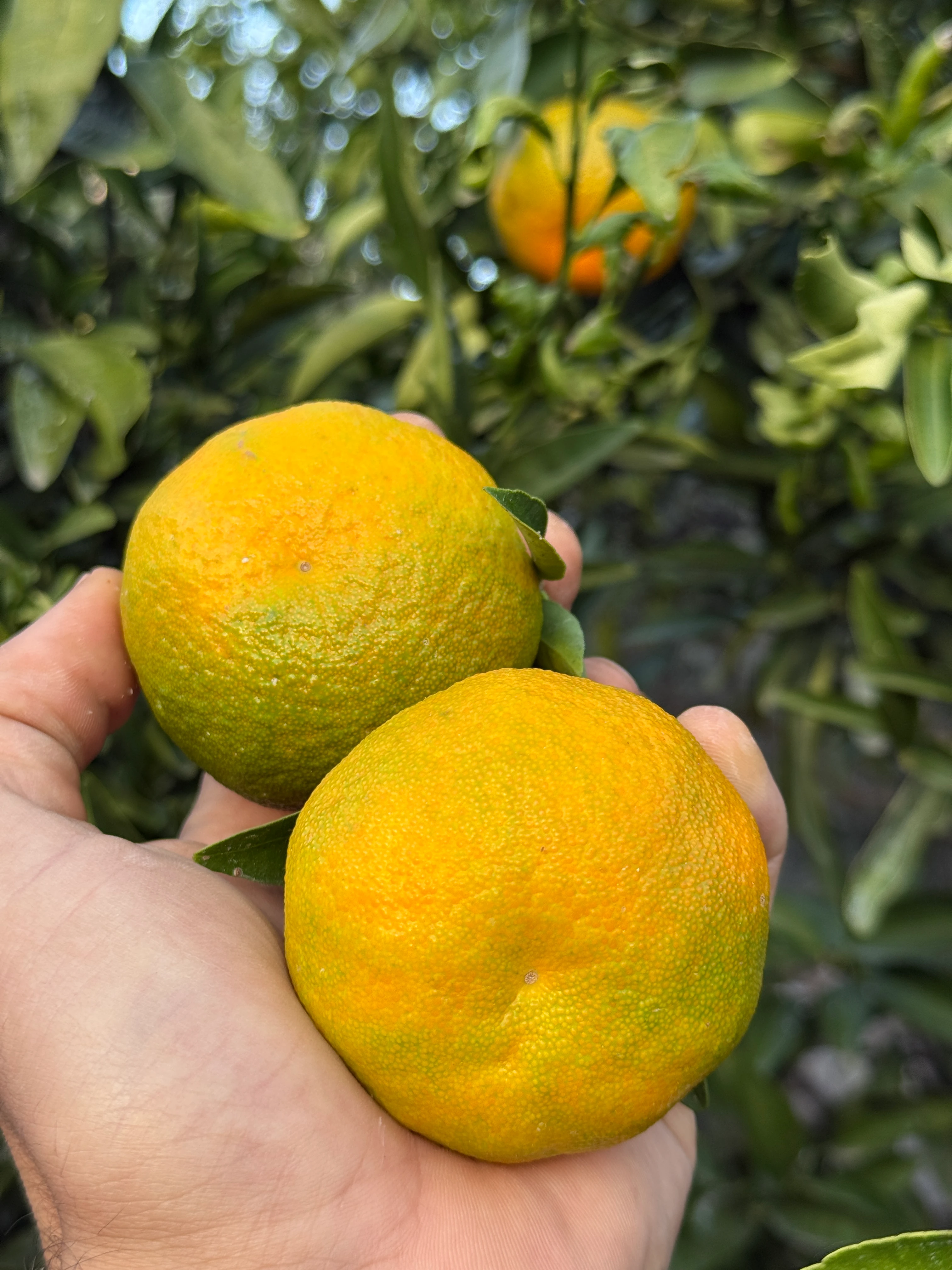 İlaçsız Gramantin Mandalina (Clementine Mandarin) Kg
