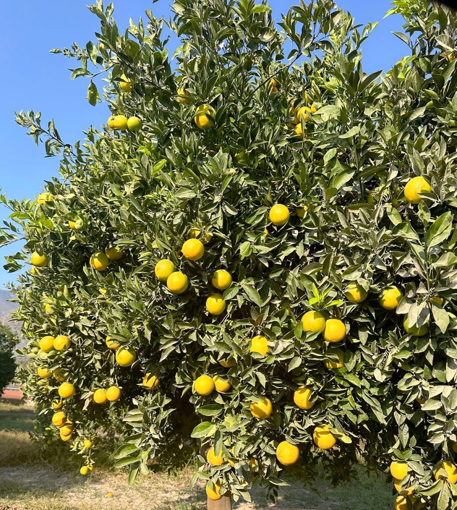 Dalından Finike Portakalı