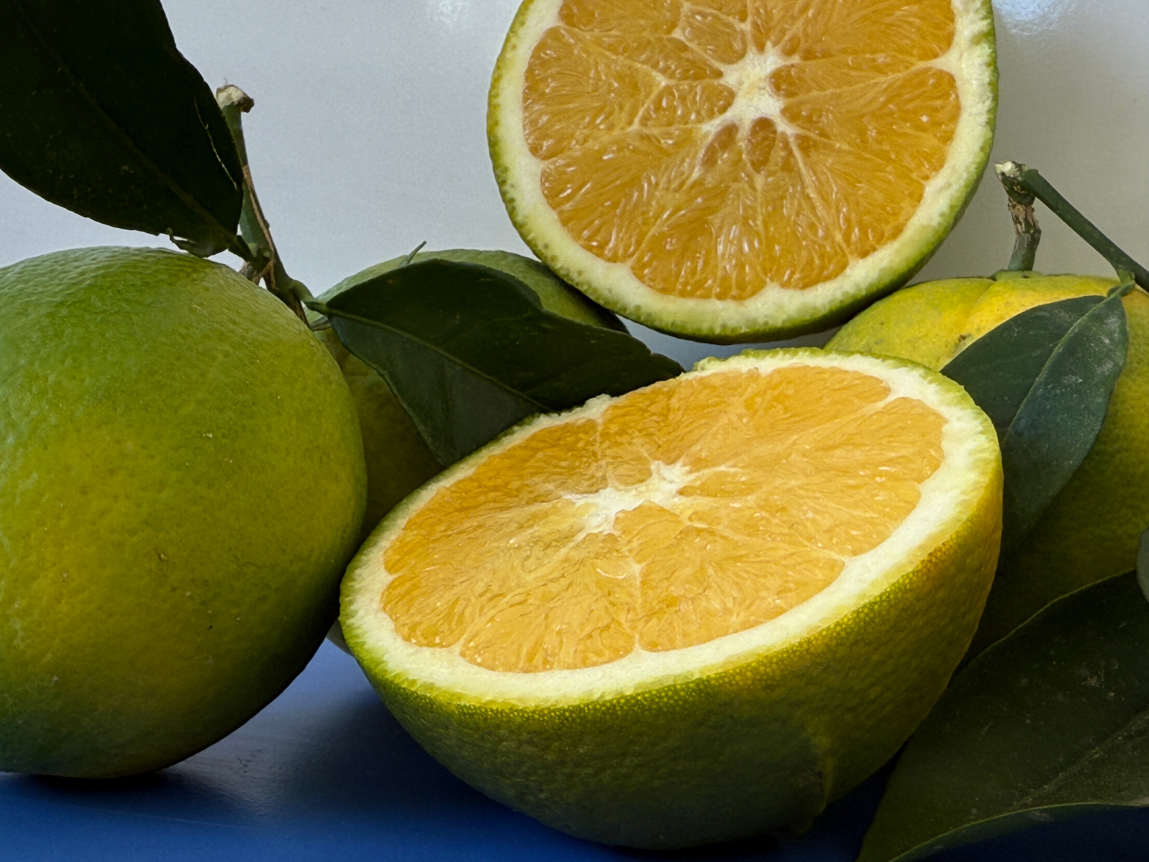 Dalından Finike Portakalı