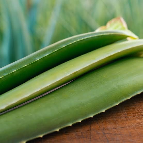 Aloe Vera Yaprak Kg
