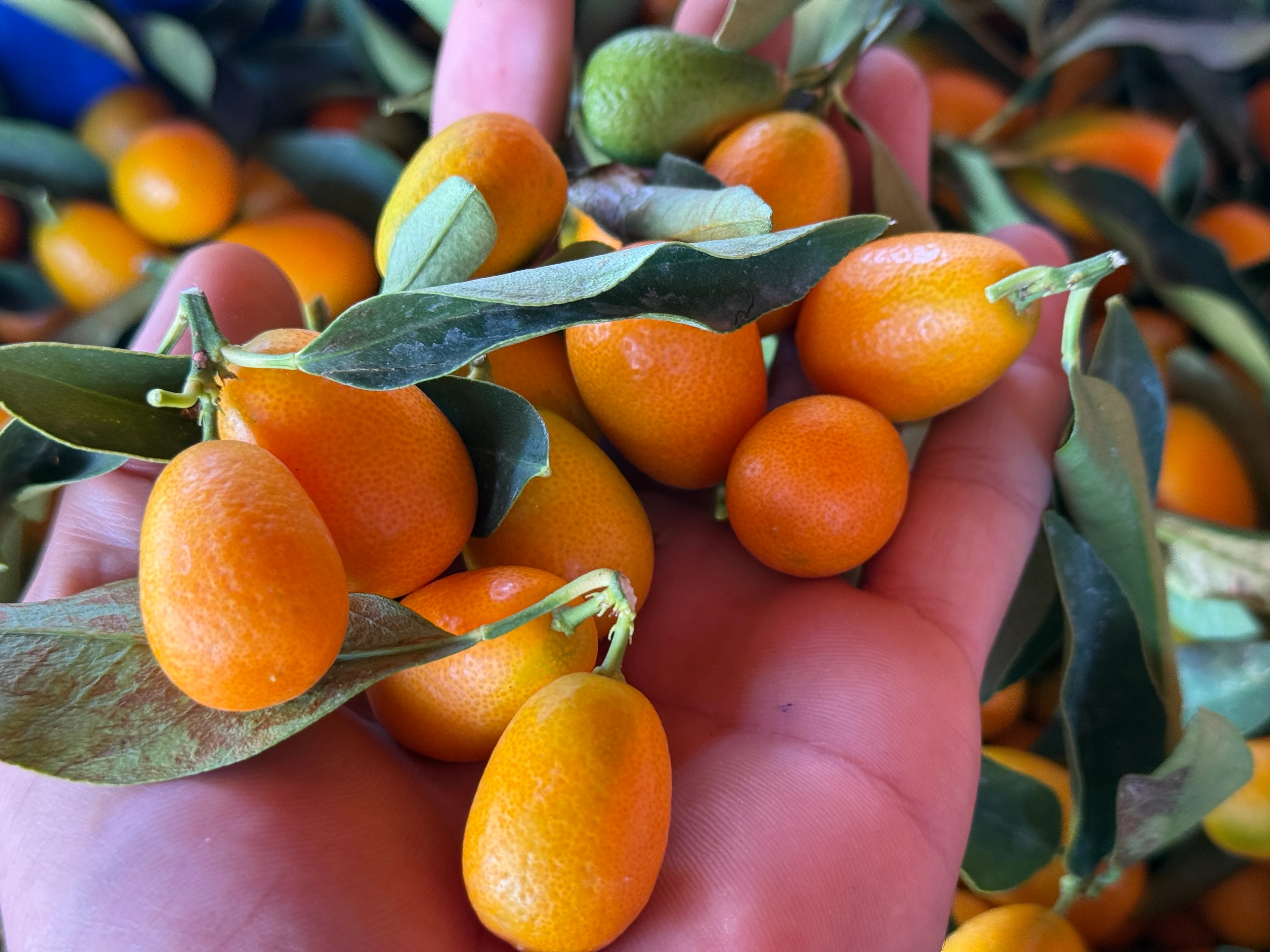 Kamkat (Kumkuat) 500gr