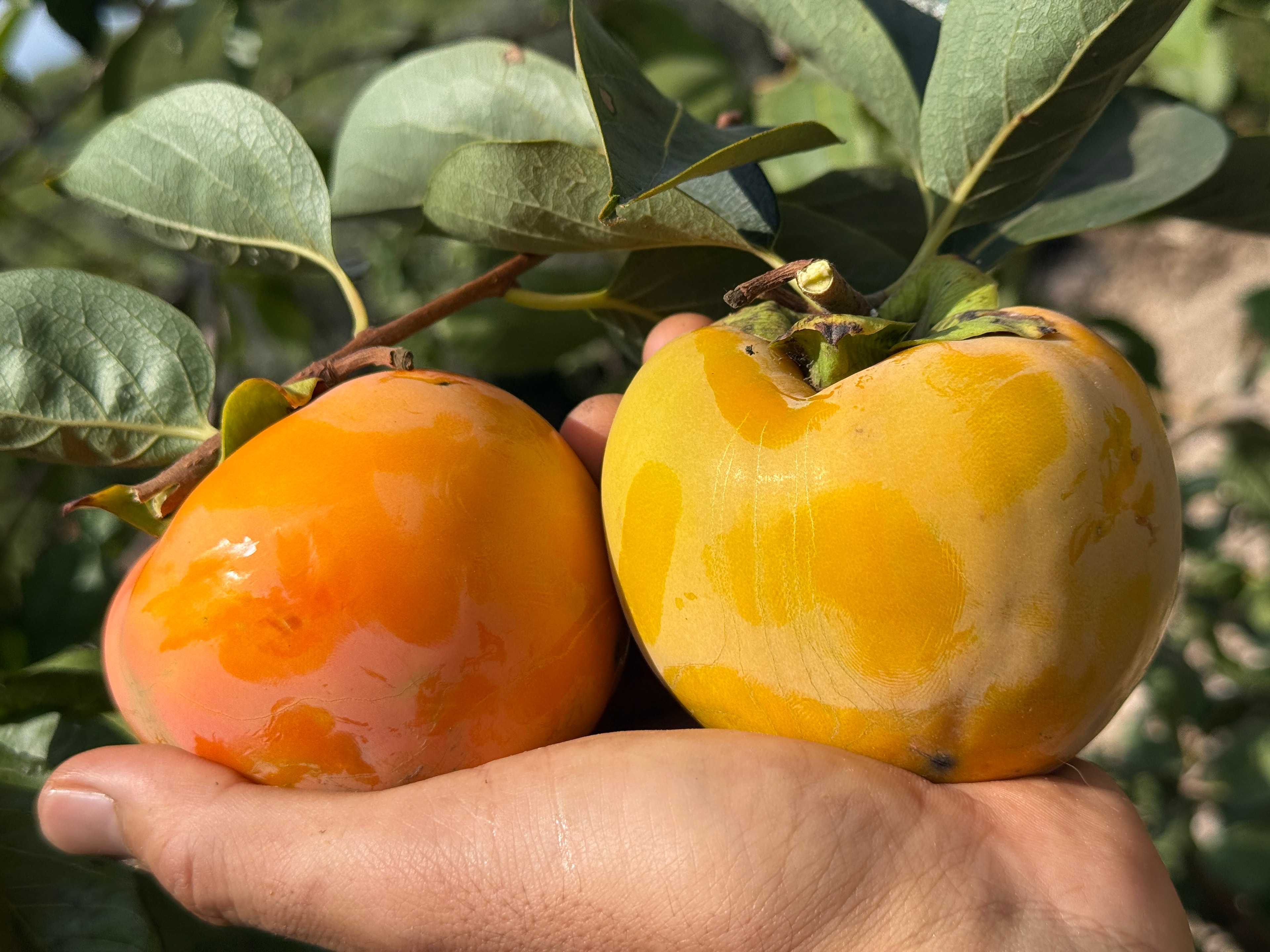 Taze Trabzon Hurması Kg