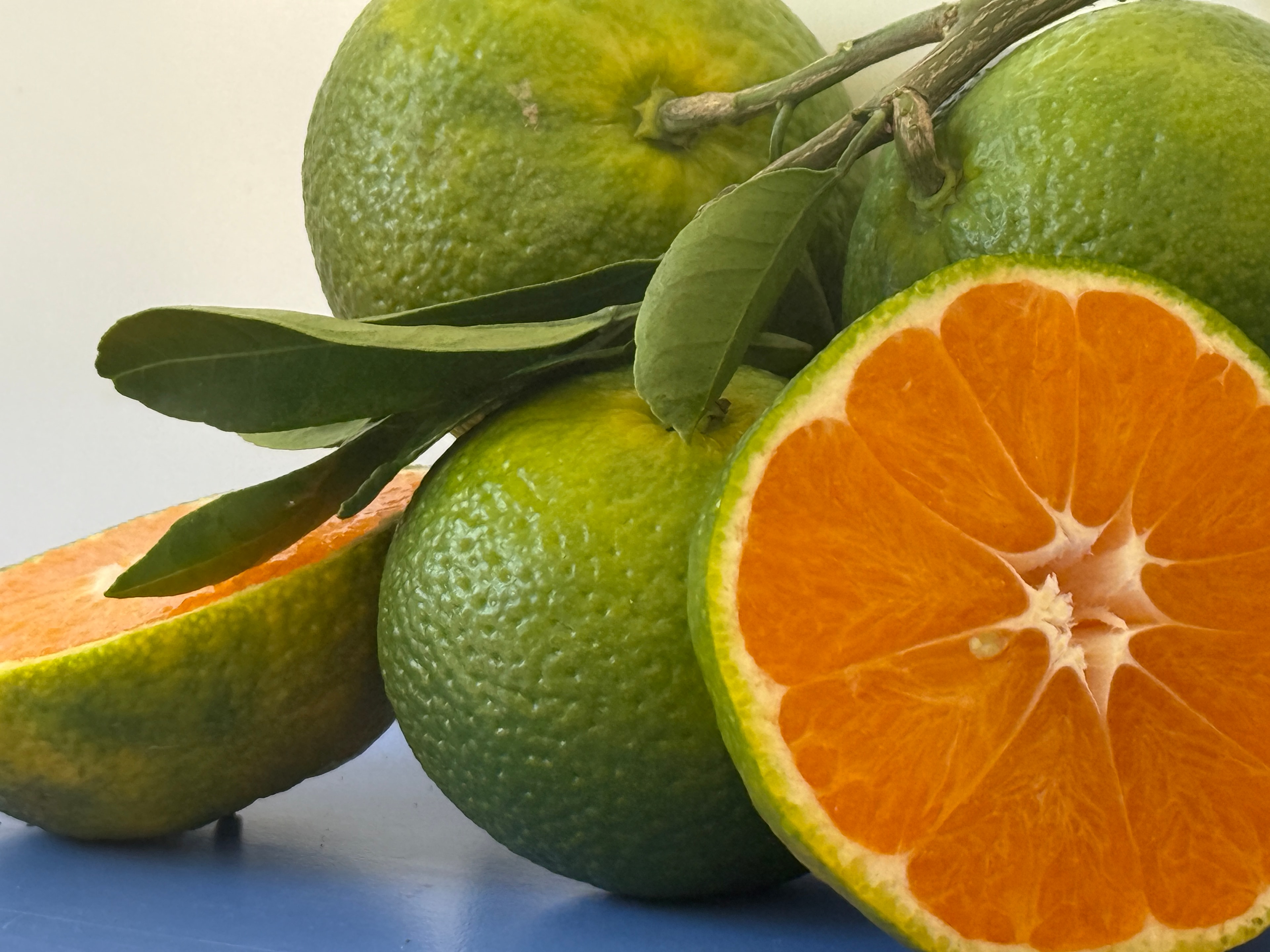 Antalya Mandalinası 