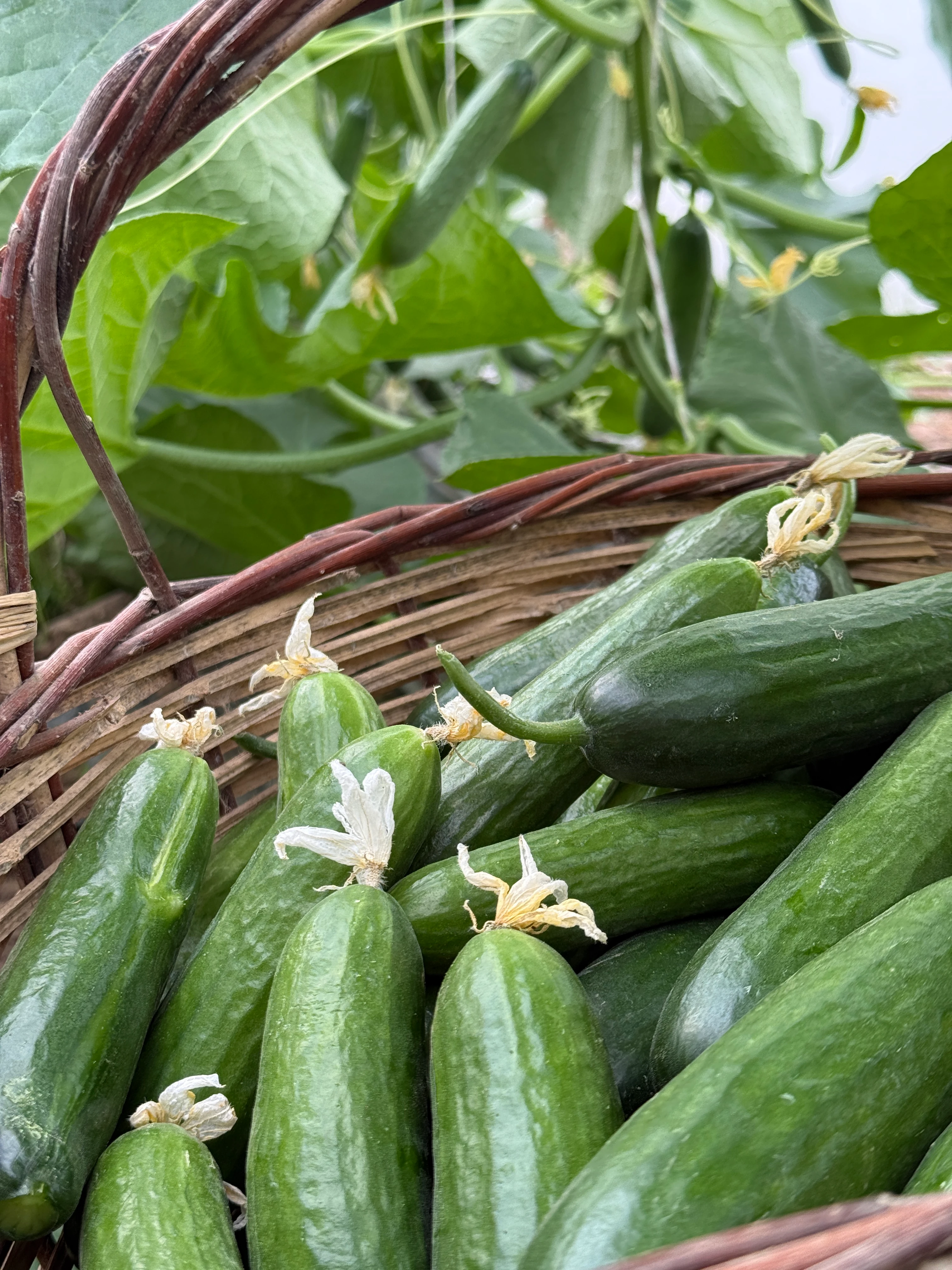 Salatalık Hıyar (İlaçsız)