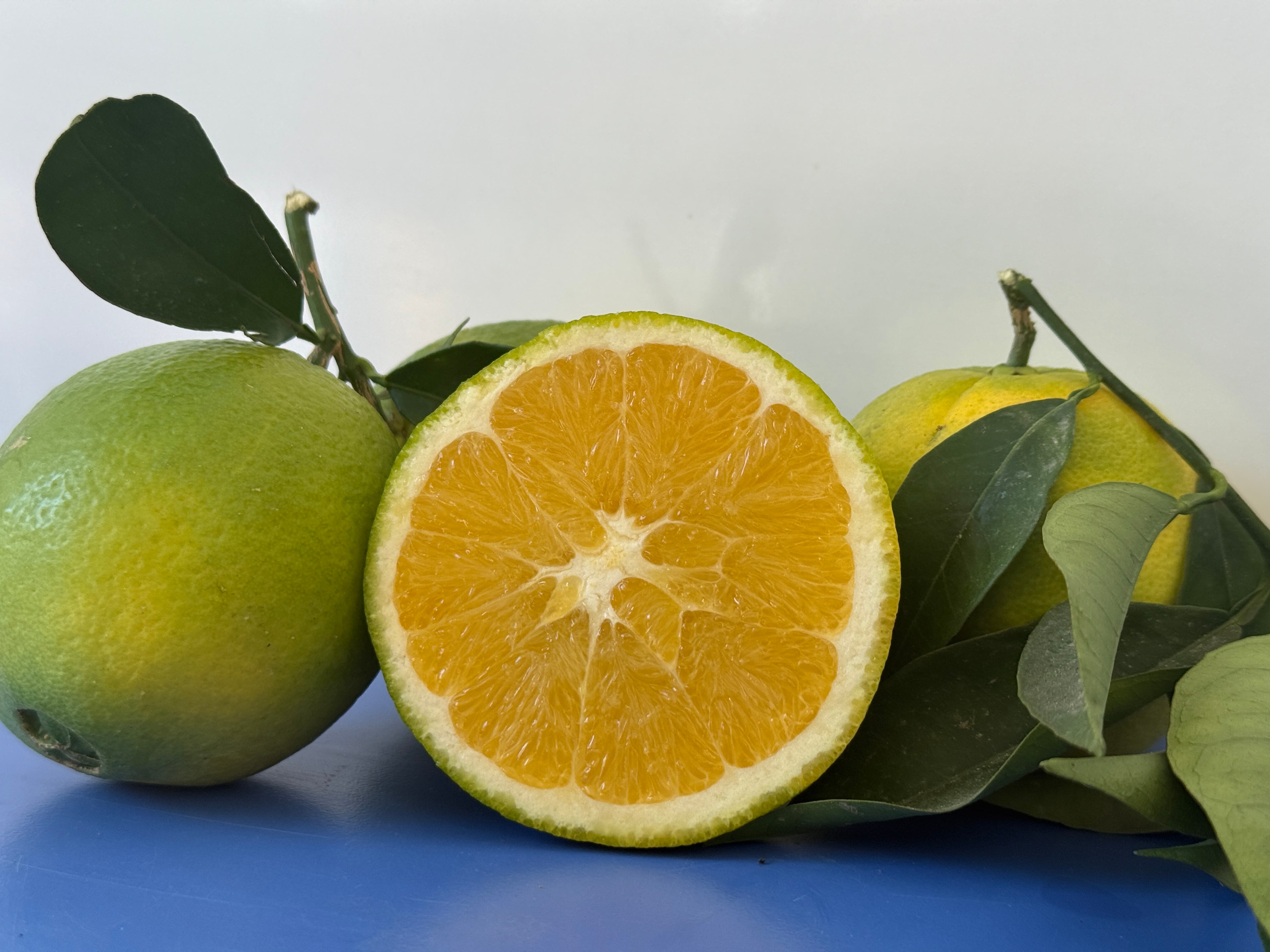 Dalından Finike Portakalı