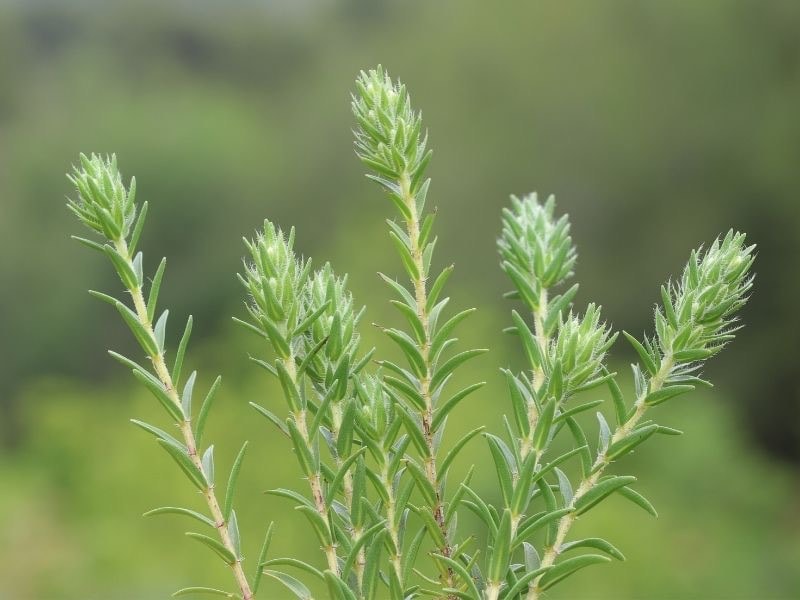 Doğal Dağ Kekiği (Zahter) 40gr