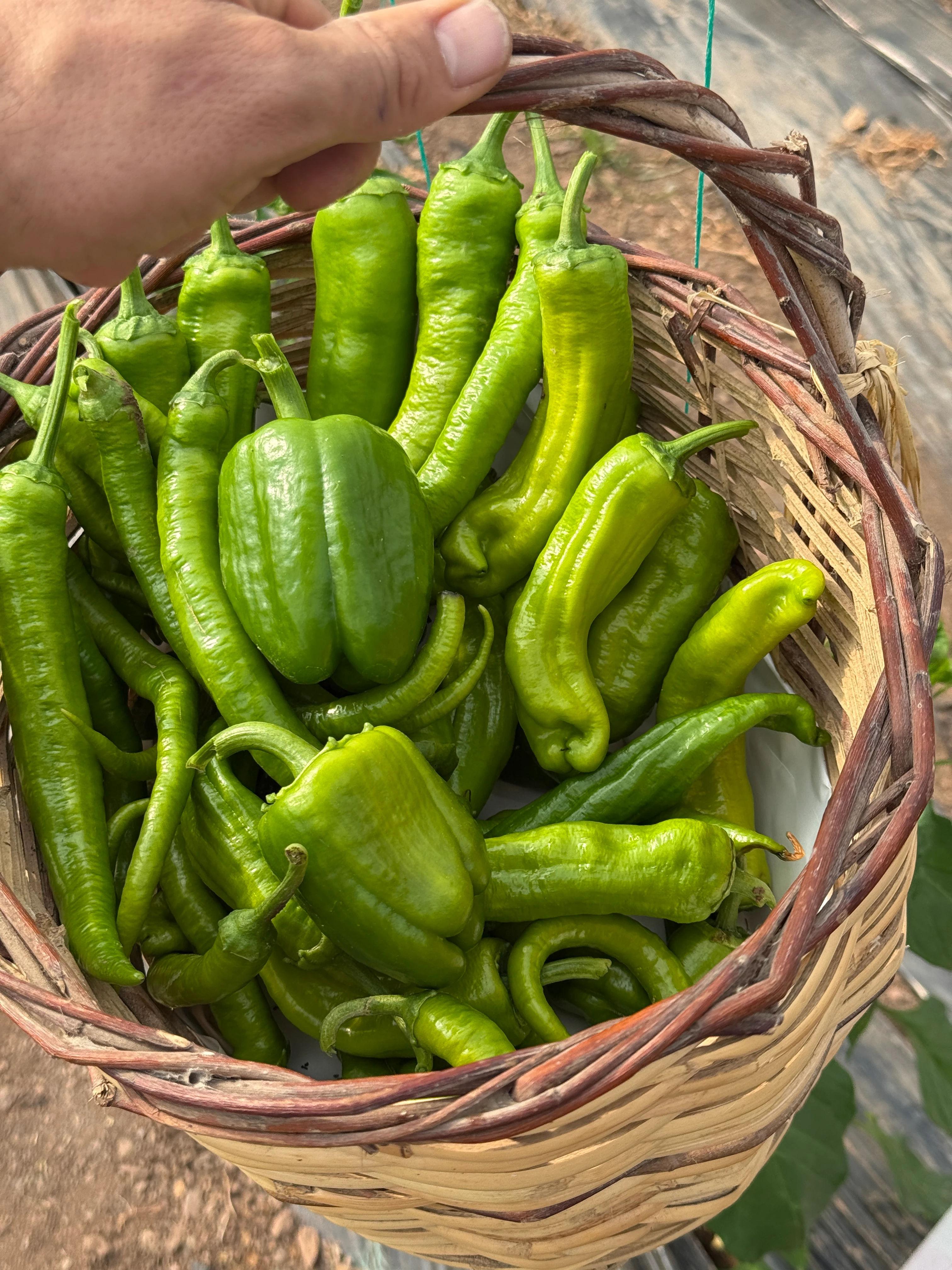 Yeşil Biber Paketi 2kg Karışık Taze