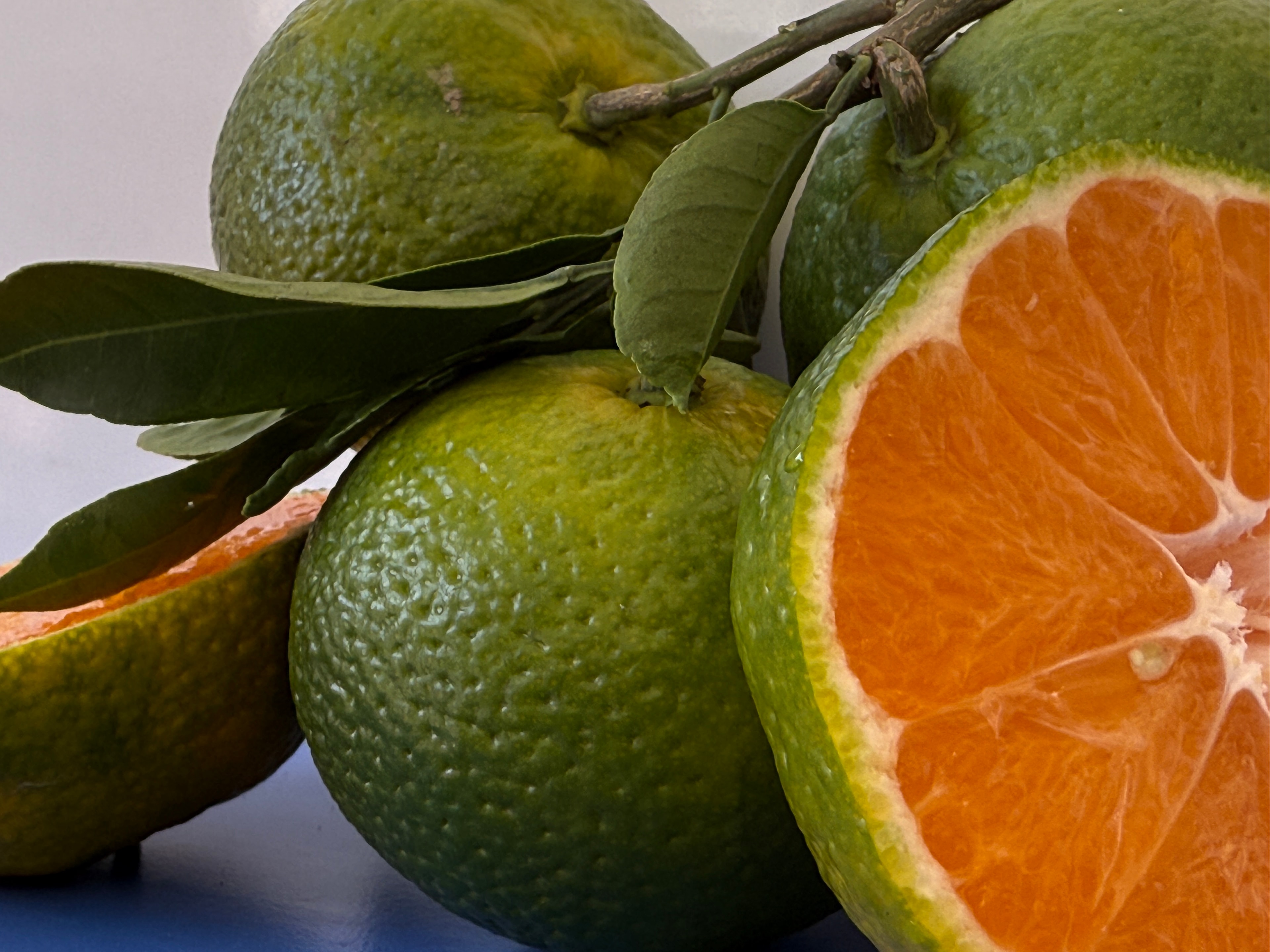 Antalya Mandalinası 