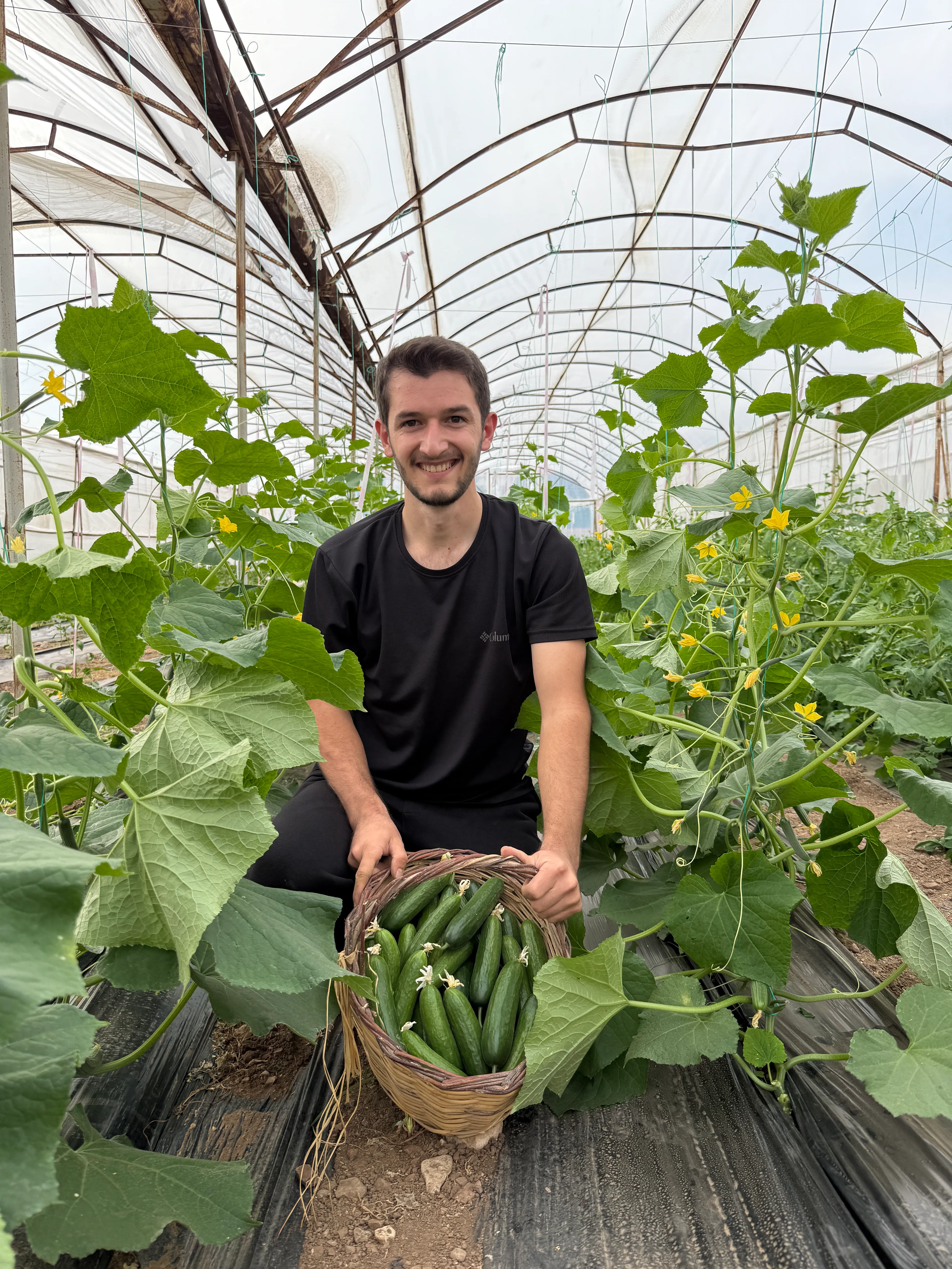 Salatalık Hıyar (İlaçsız)