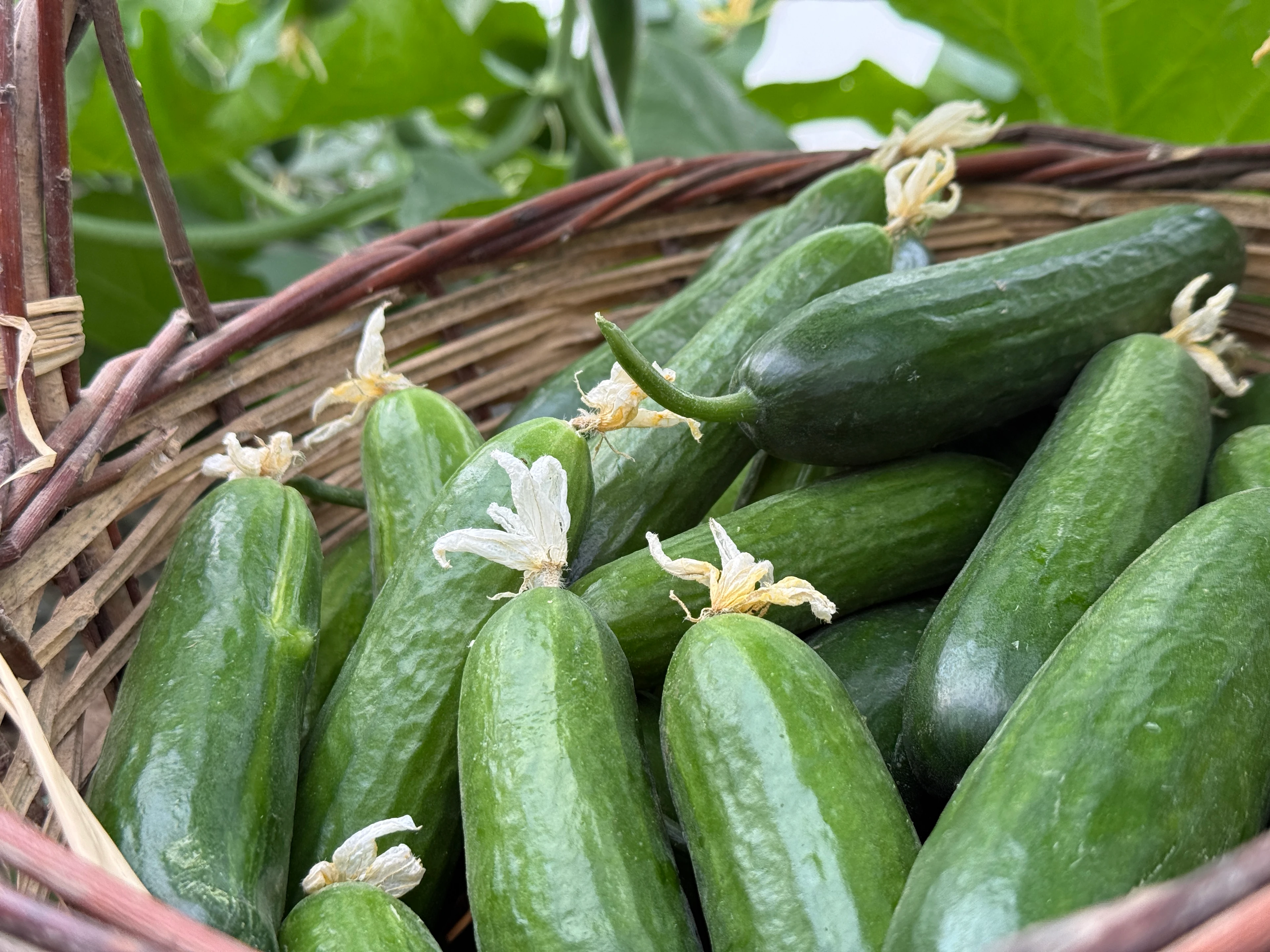 Salatalık Hıyar (İlaçsız)