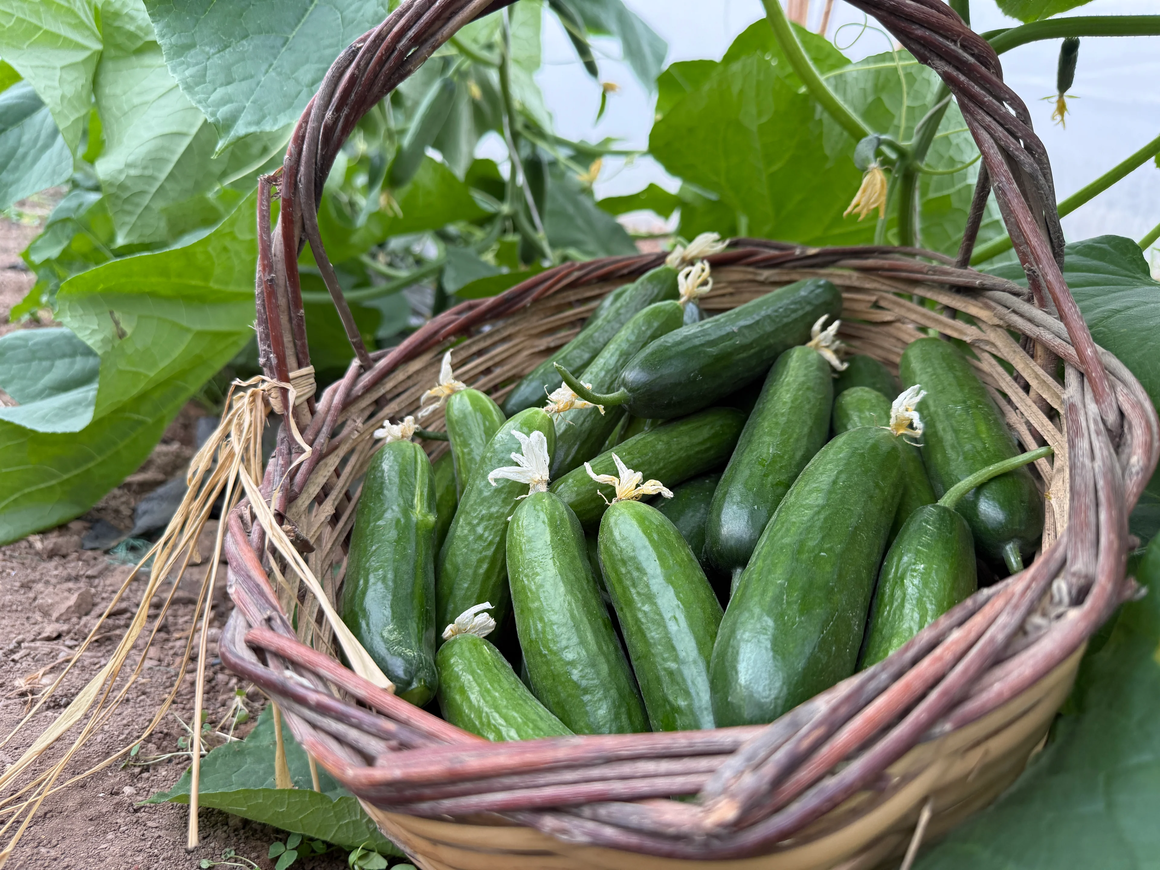 Salatalık Hıyar (İlaçsız)