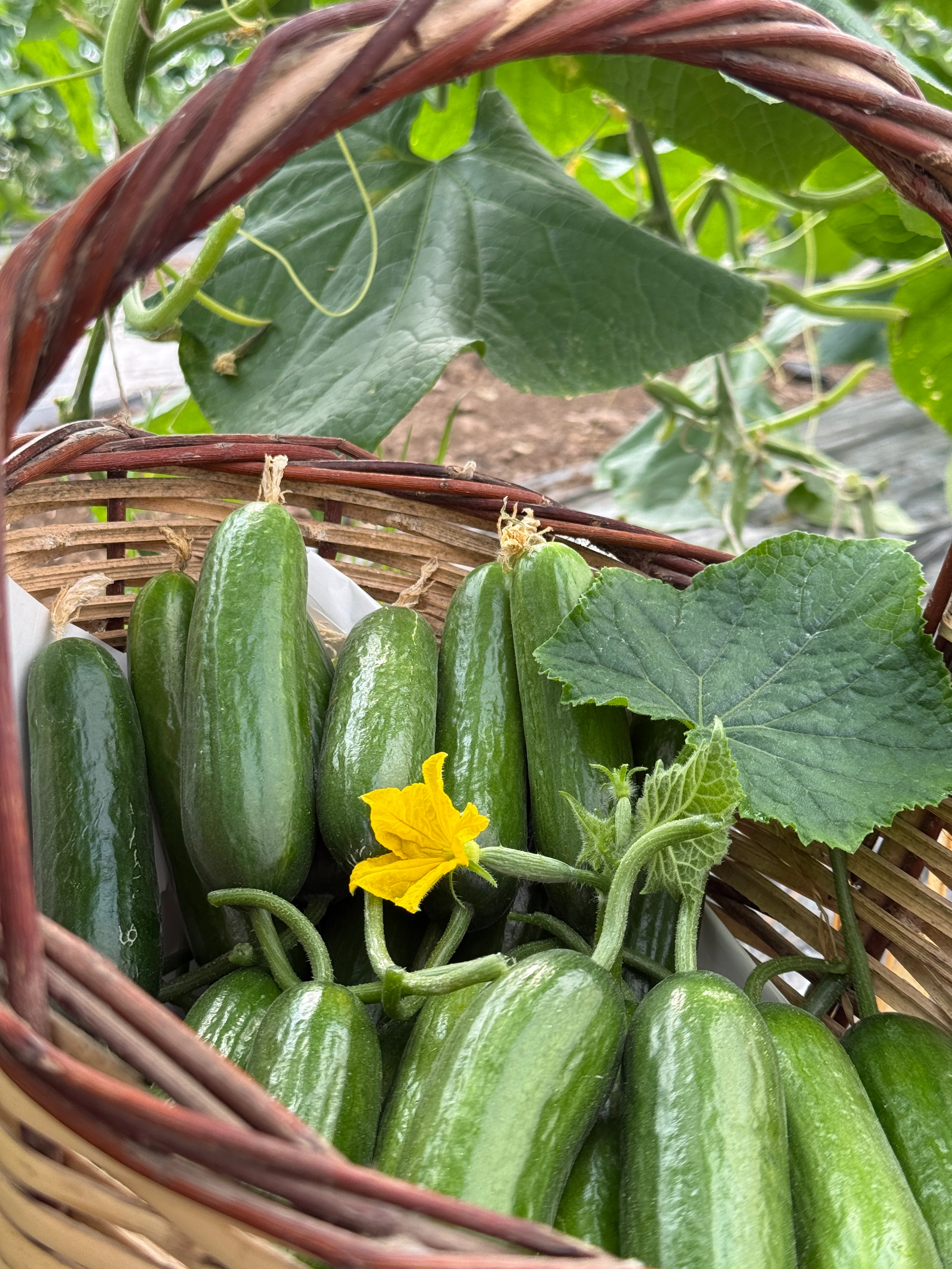 İlaçsız Badem Salatalık 2kg (Çengelköy Silor)