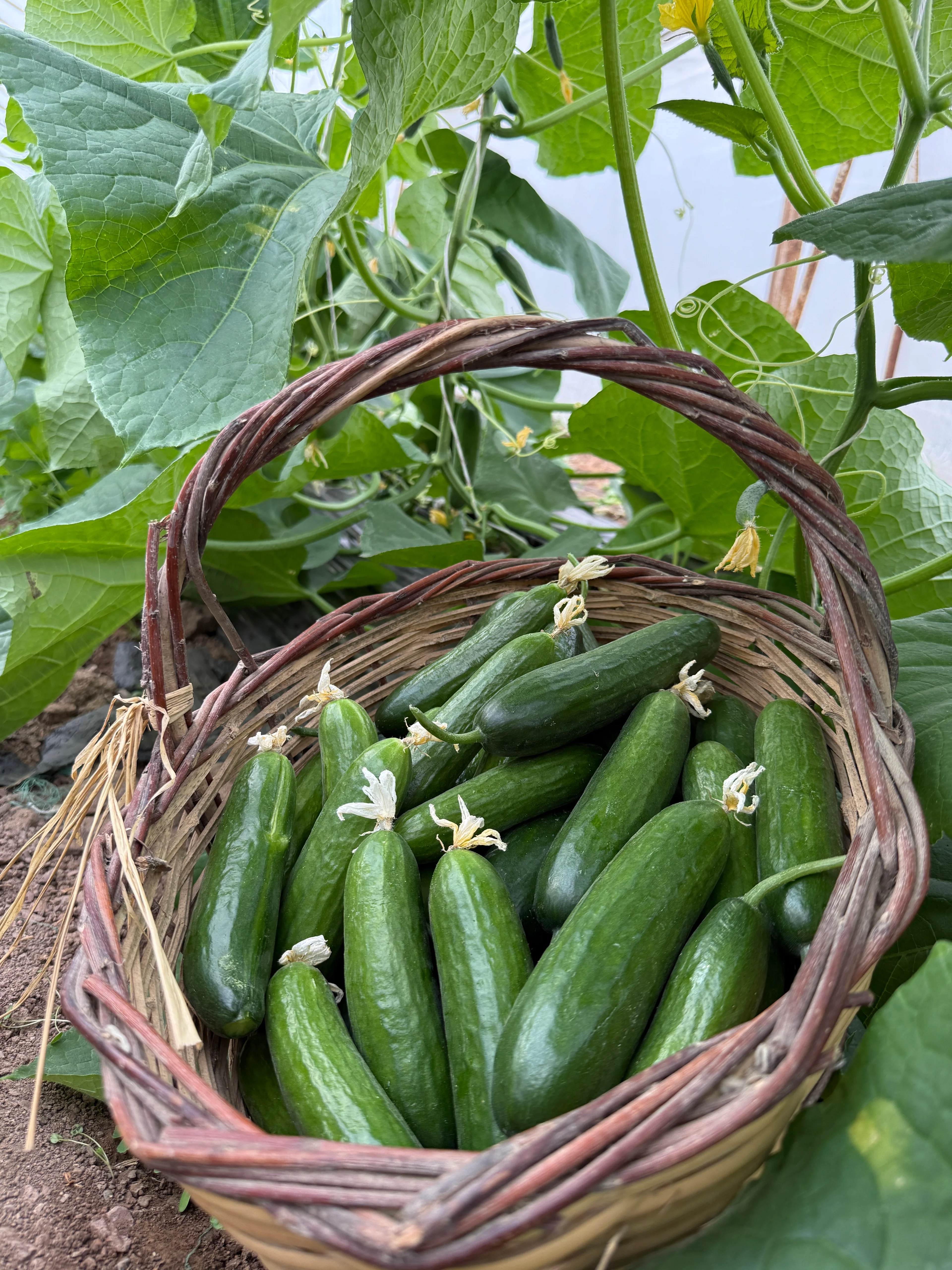 Salatalık Hıyar (İlaçsız)