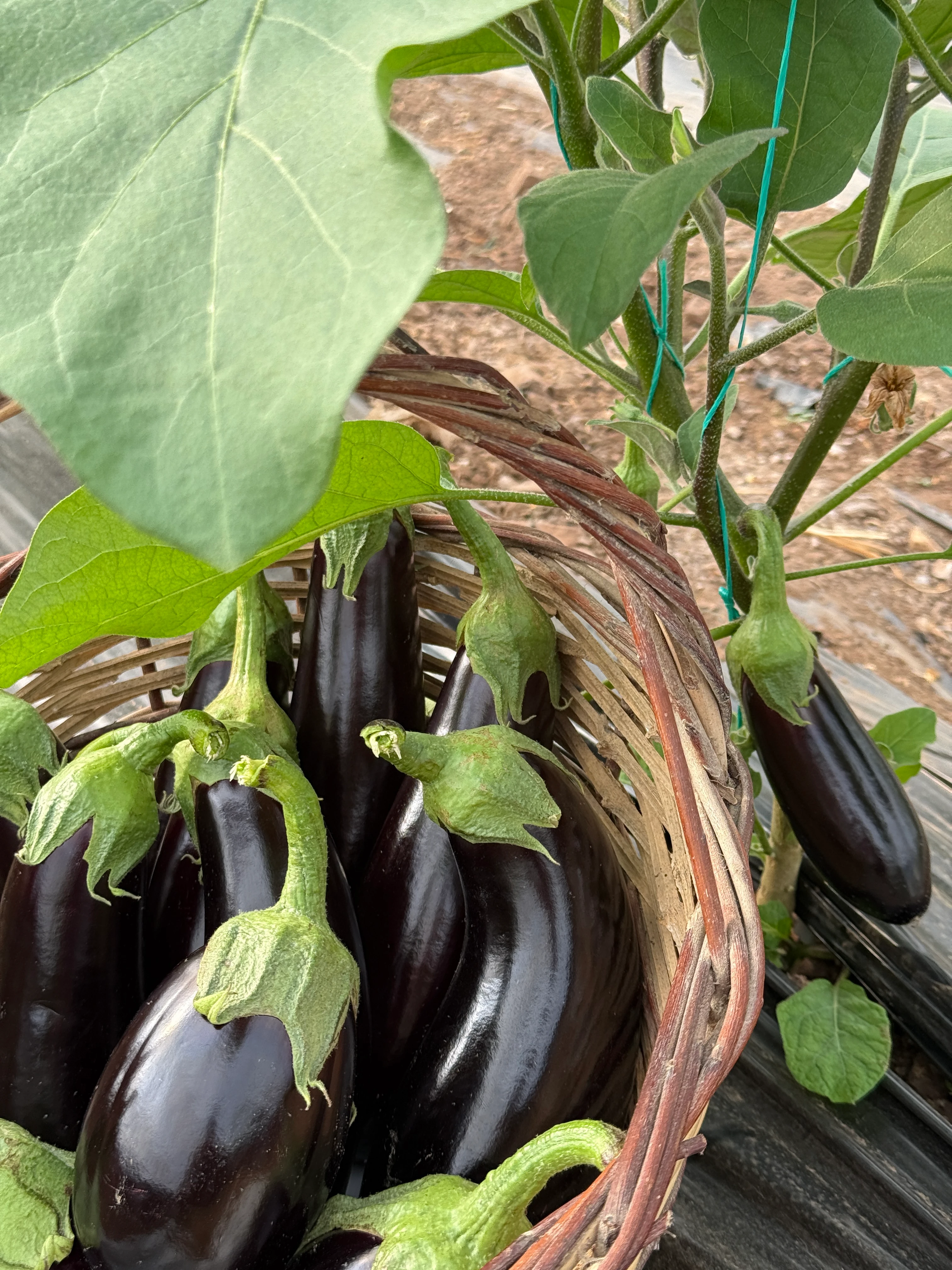 İlaçsız Patlıcan Paketi 2kg Karışık