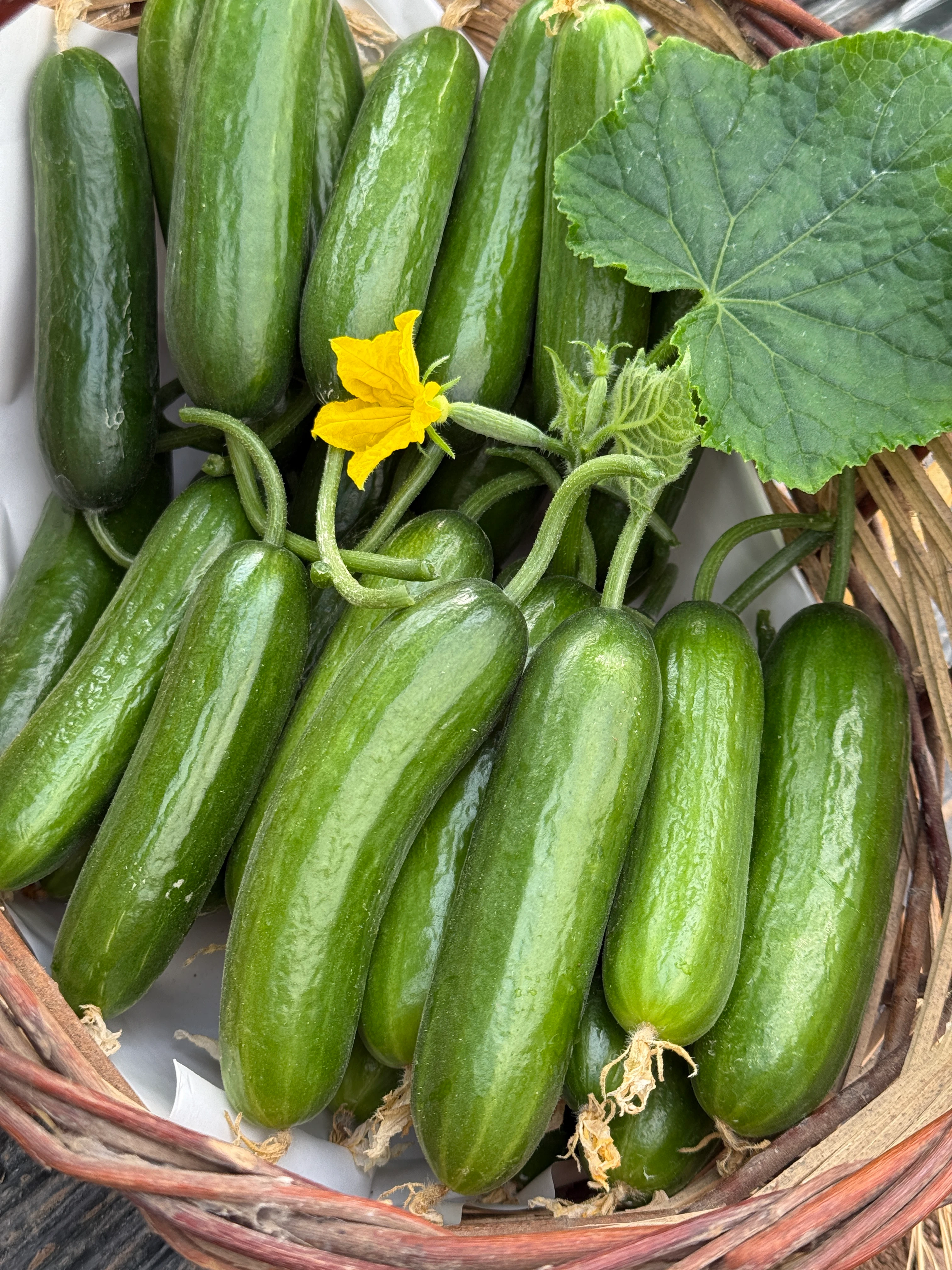 İlaçsız Badem Salatalık 2kg (Çengelköy Silor)