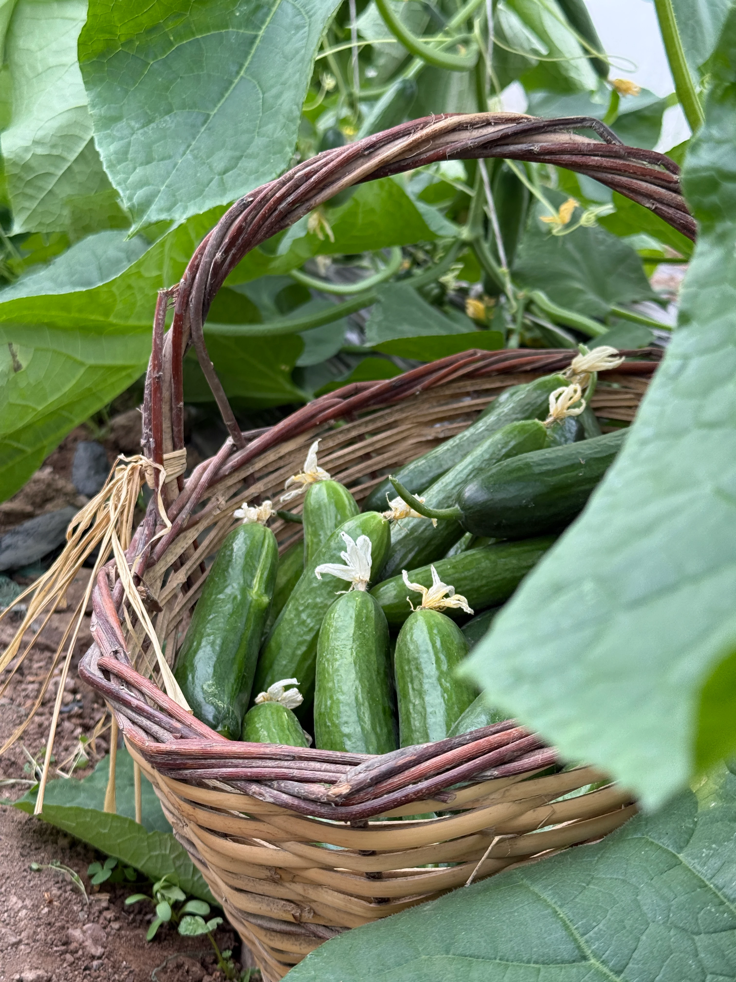 Salatalık Hıyar (İlaçsız)