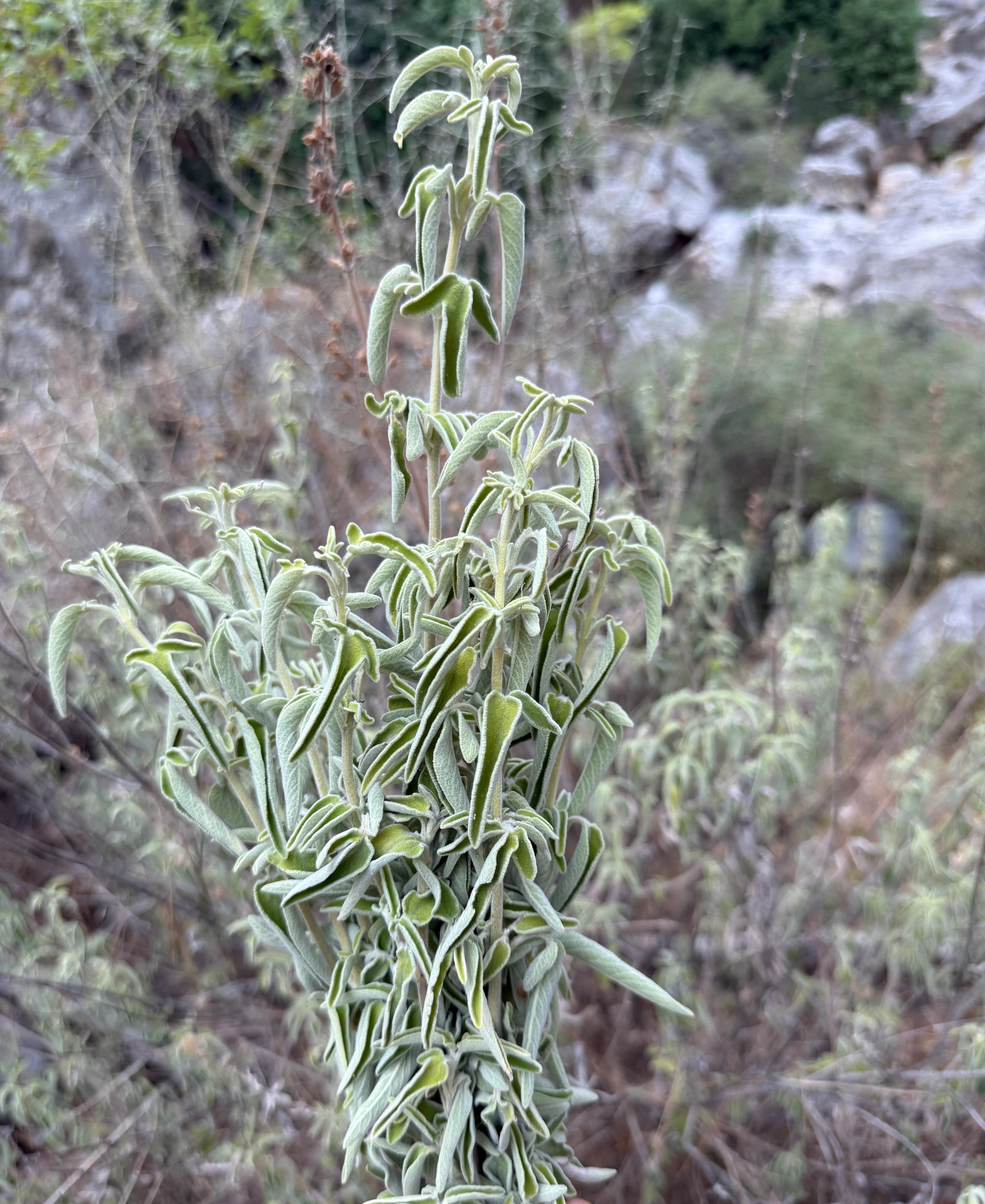 Şalba (Adaçayı, Tütsü) Salvia 50gr