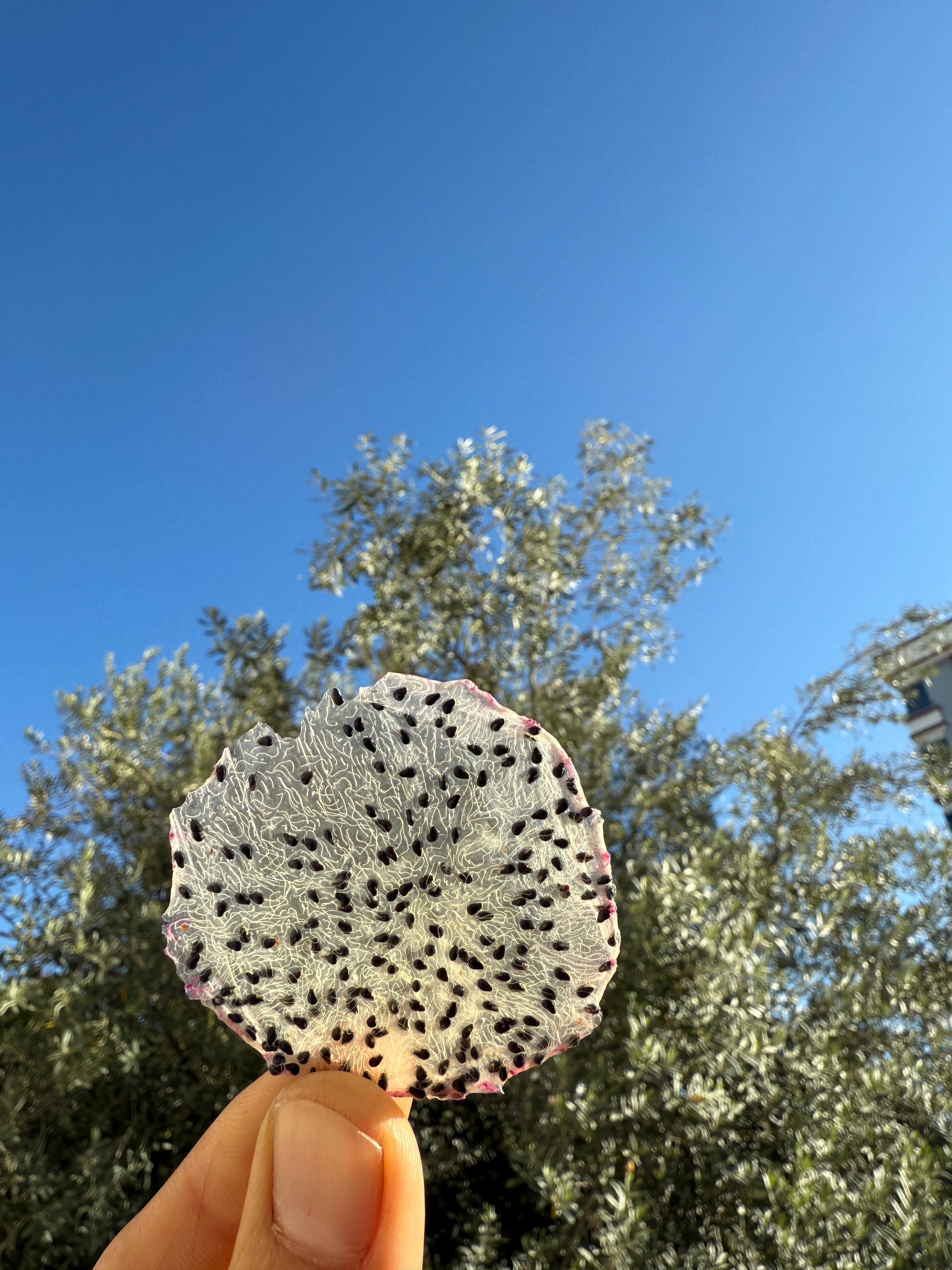 Ejder Kurusu Sağlıklı Atıştırmalık Çerez Pitaya 40gr