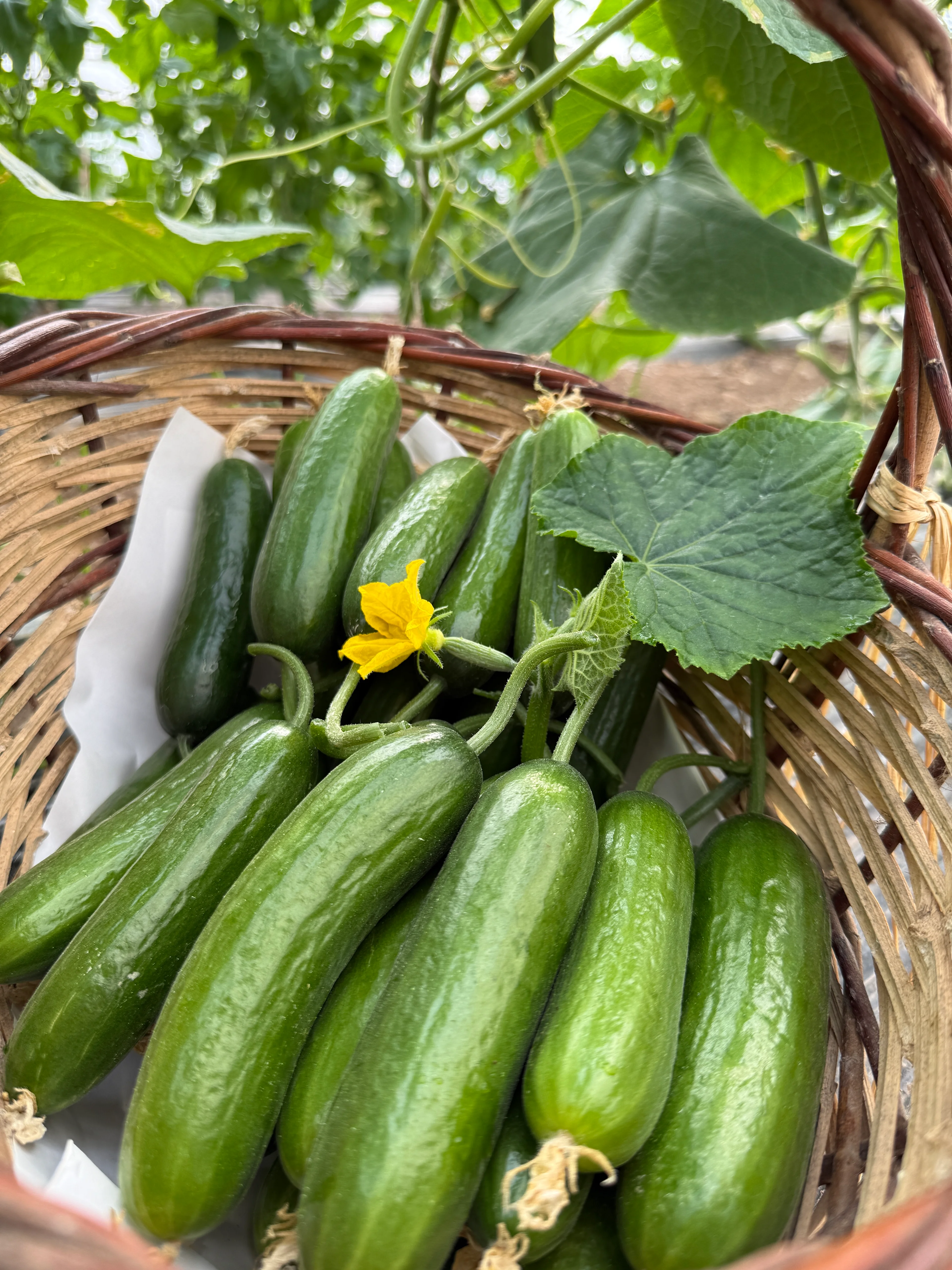 İlaçsız Badem Salatalık 2kg (Çengelköy Silor)