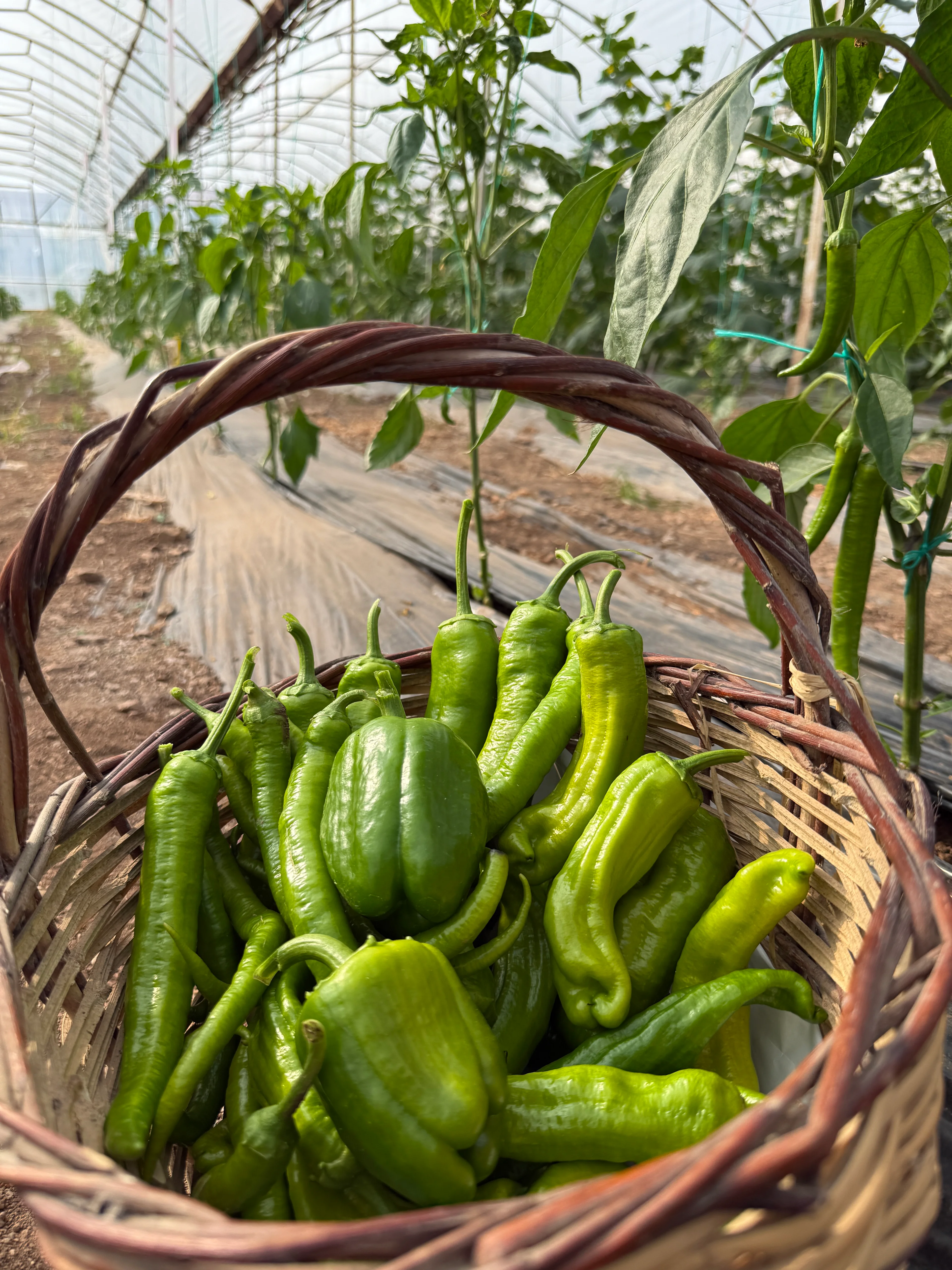 Yeşil Biber Paketi 2kg Karışık Taze