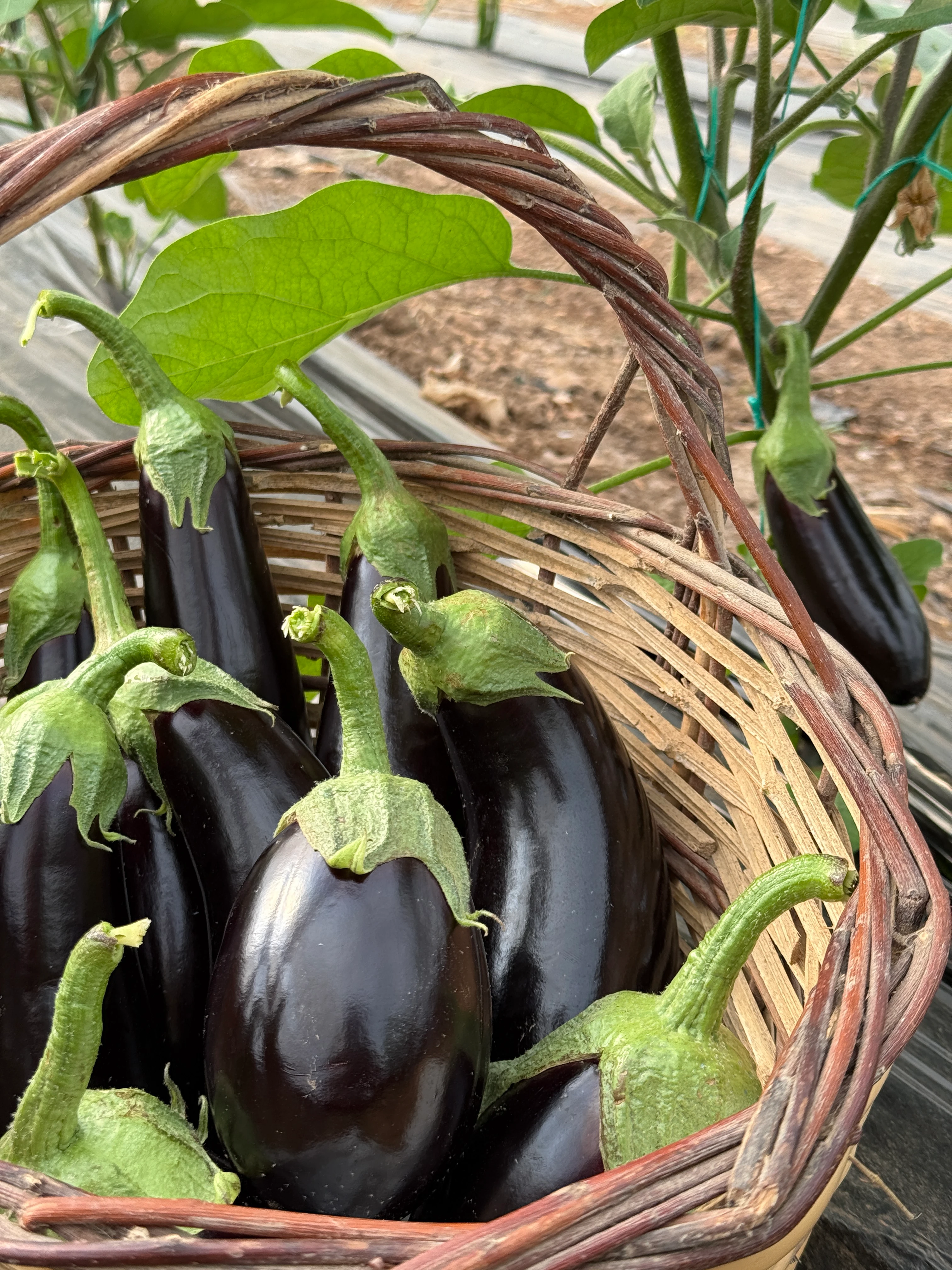 İlaçsız Patlıcan Paketi 2kg Karışık