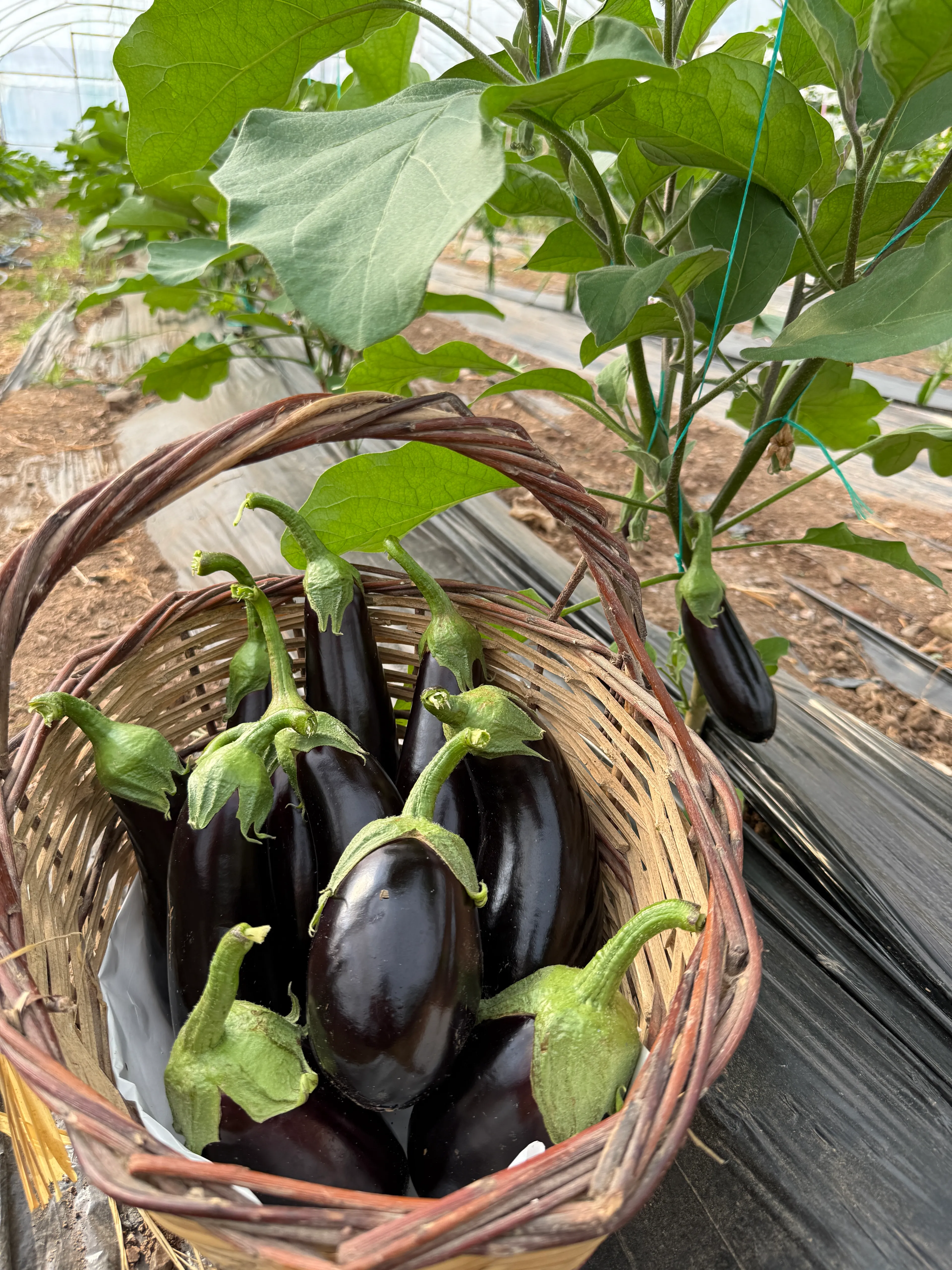 İlaçsız Patlıcan Paketi 2kg Karışık