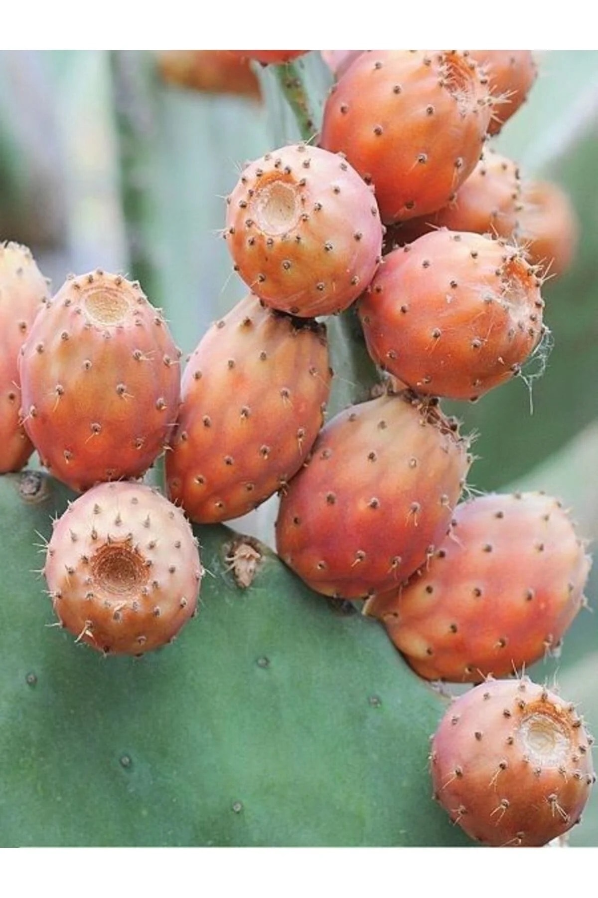 Frenk İnciri Kaktüs Fidanı (Köksüz)