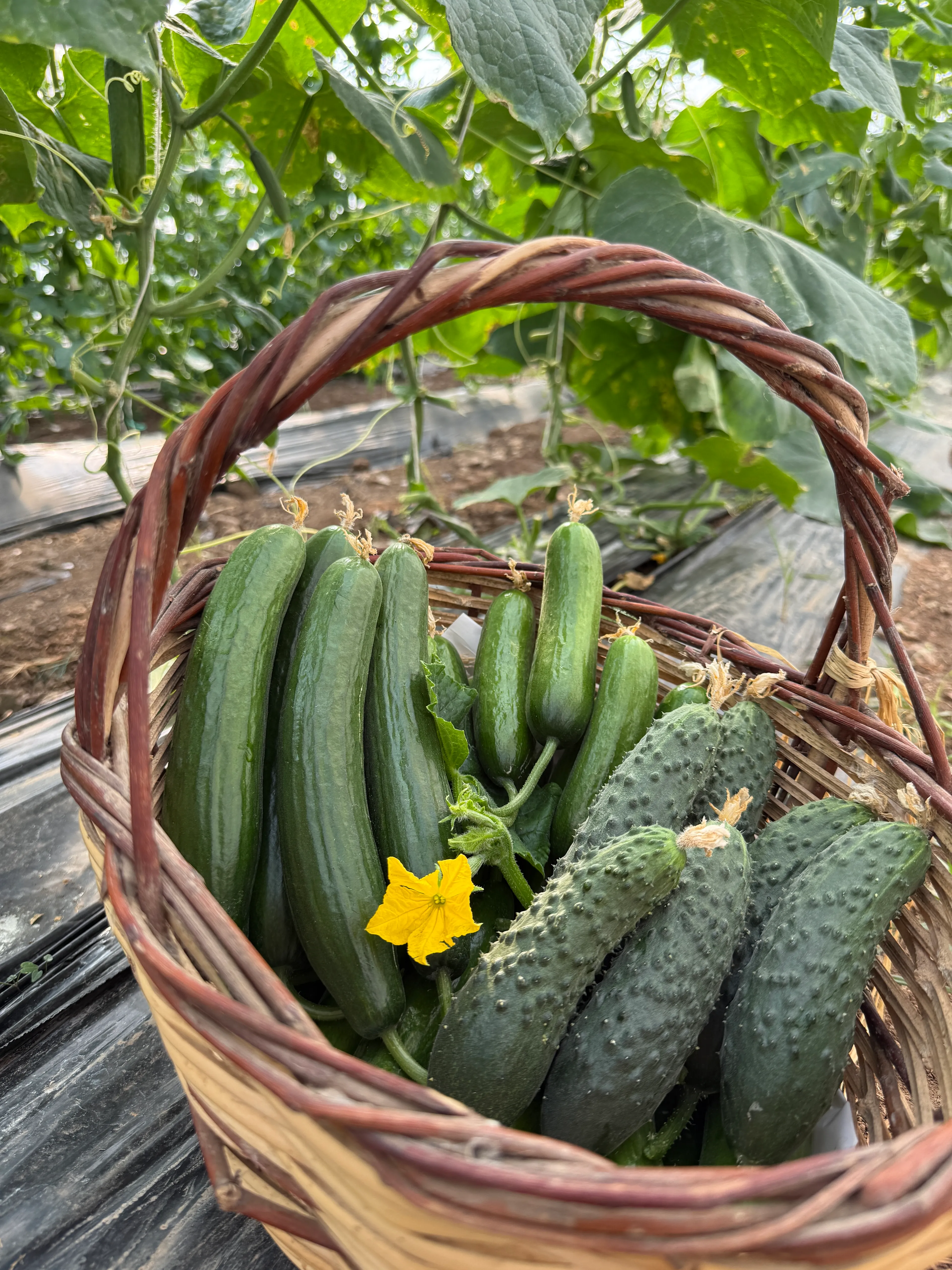 İlaçsız Salatalık Paketi Karışık 2kg (Badem, dikenli, normal)