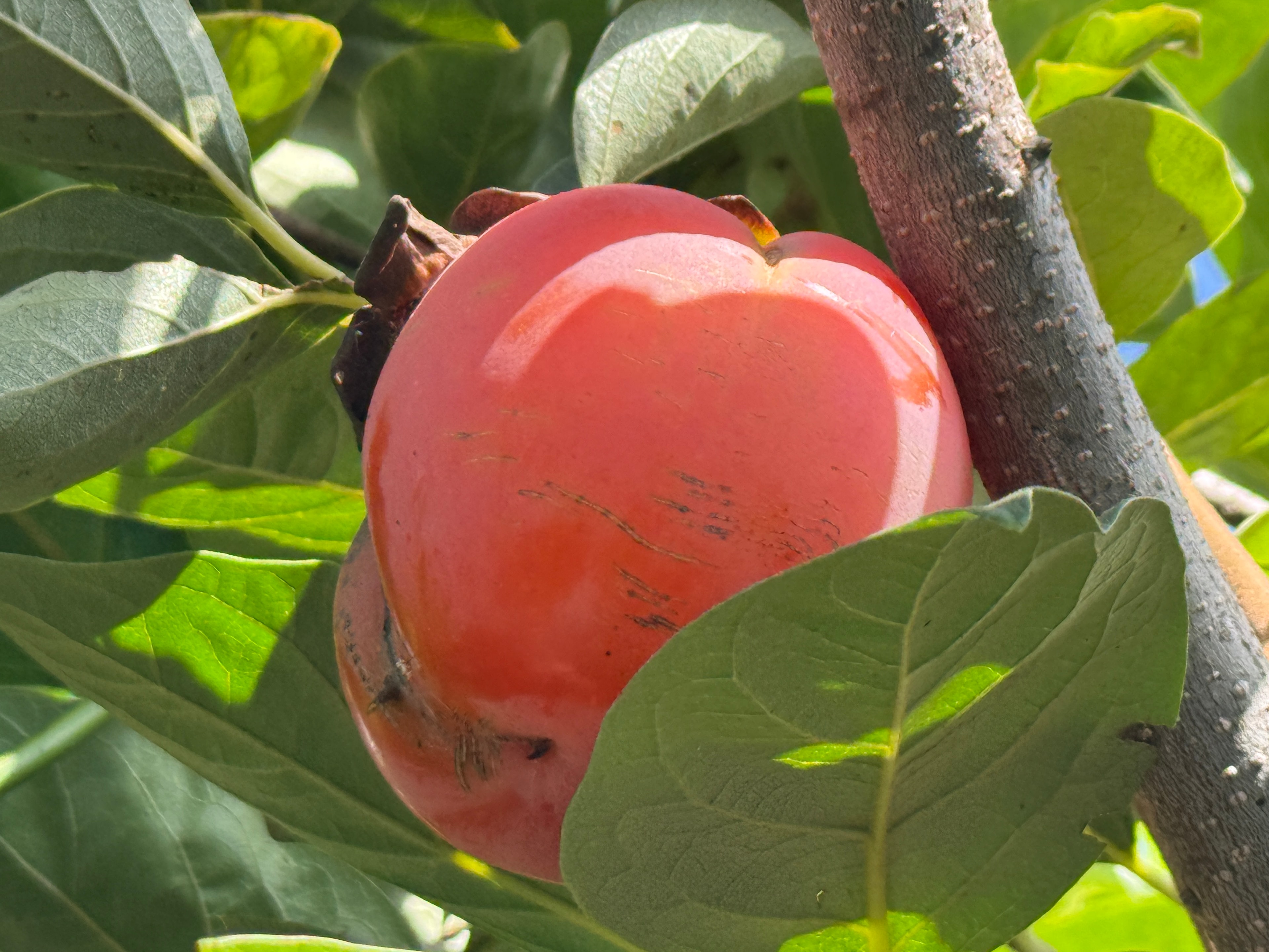 Taze Trabzon Hurması Kg