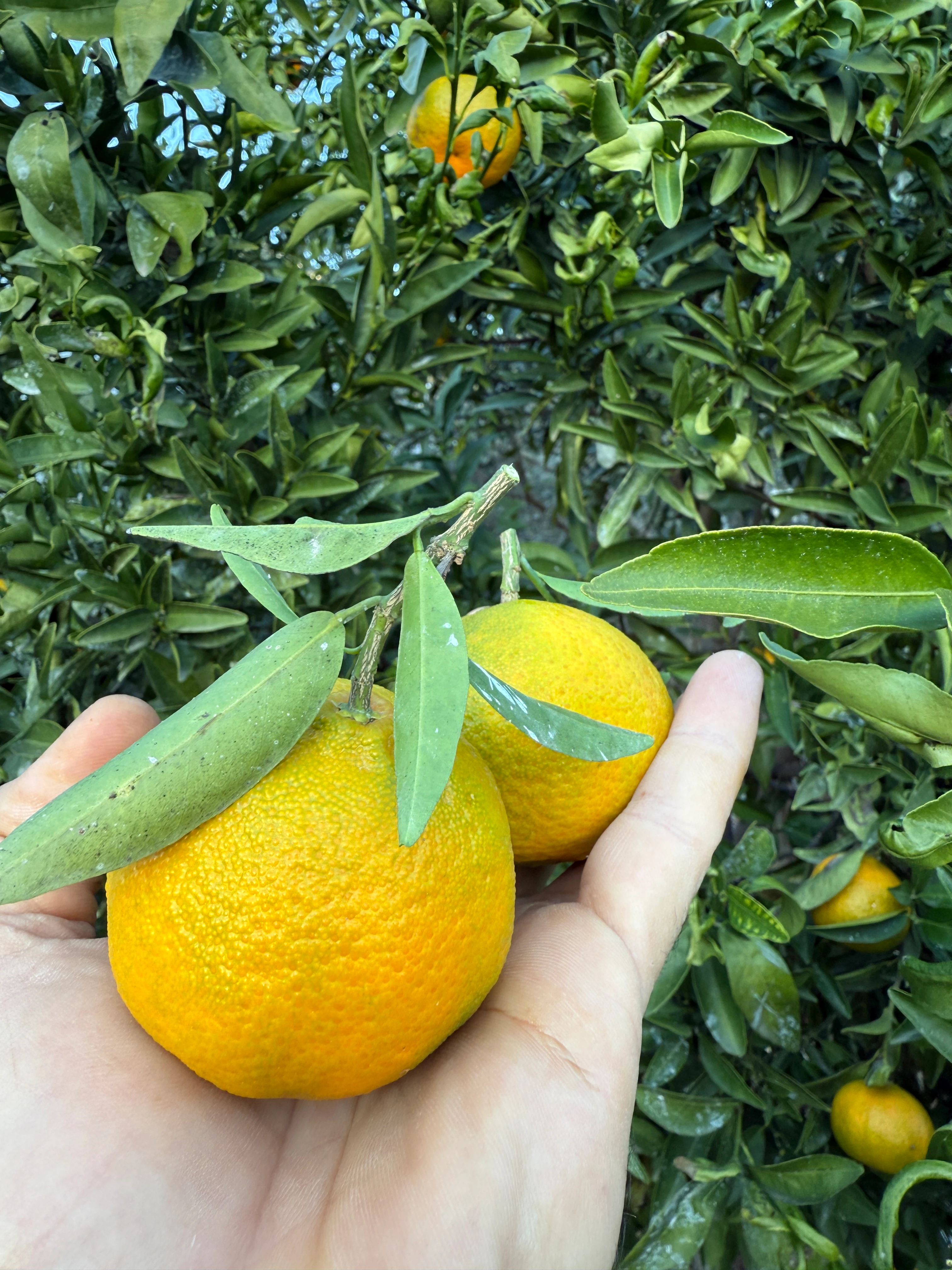İlaçsız Gramantin Mandalina (Clementine Mandarin) Kg