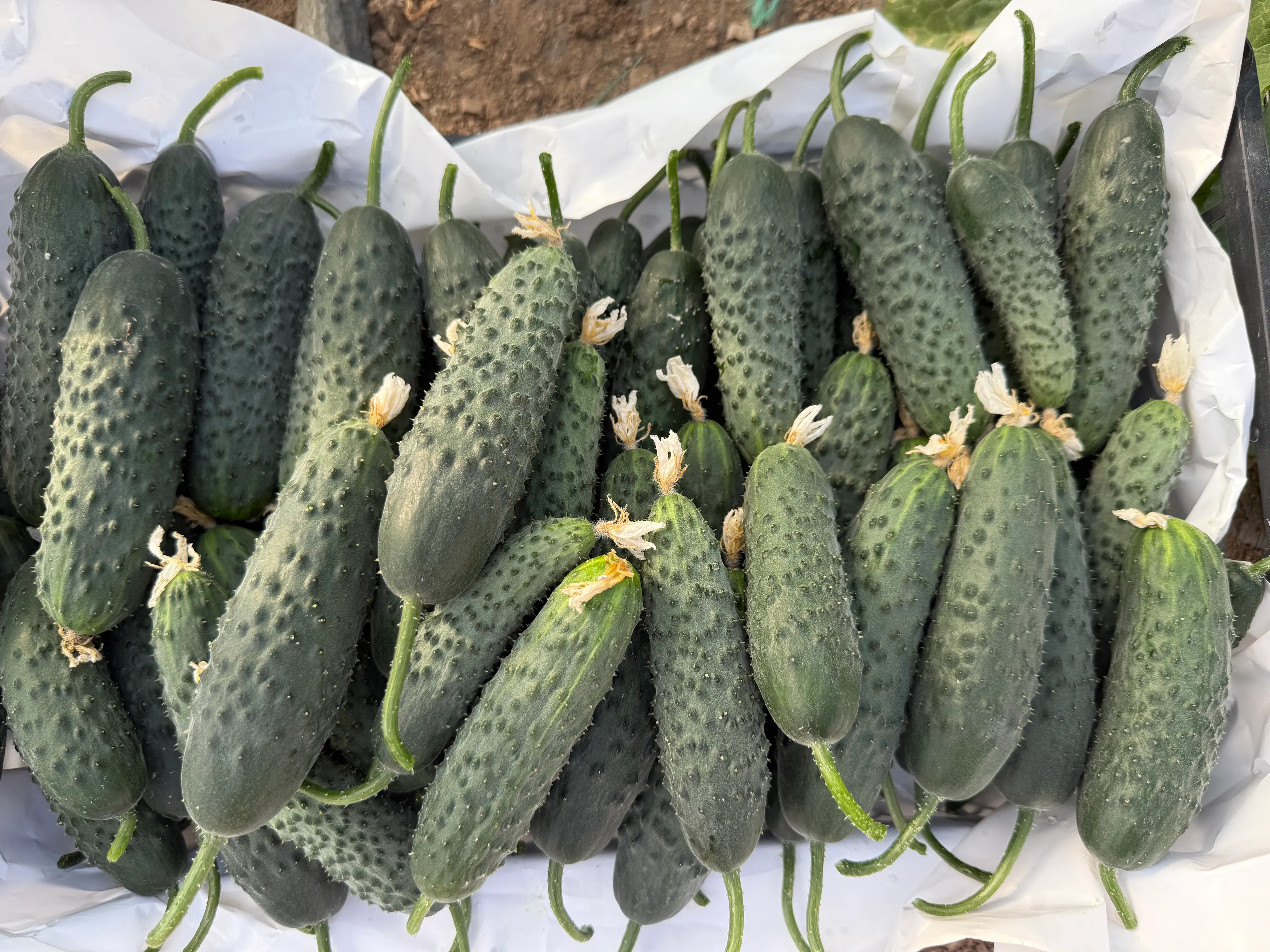 İlaçsız Dikenli Hıyar 2kg