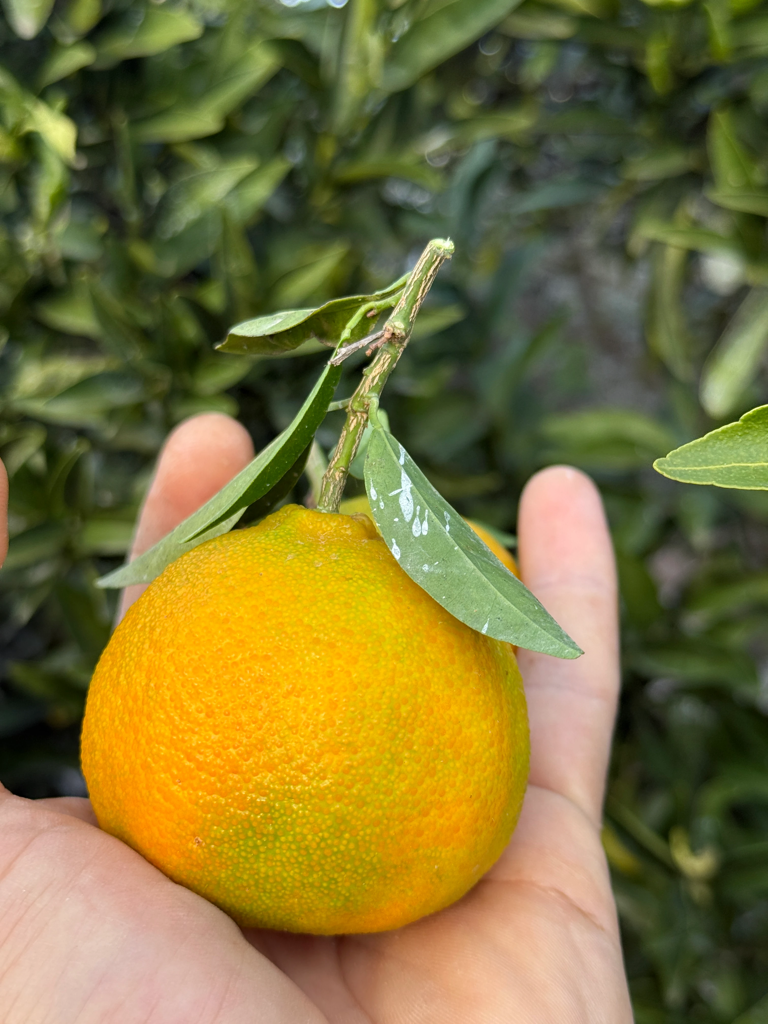 İlaçsız Gramantin Mandalina (Clementine Mandarin) Kg
