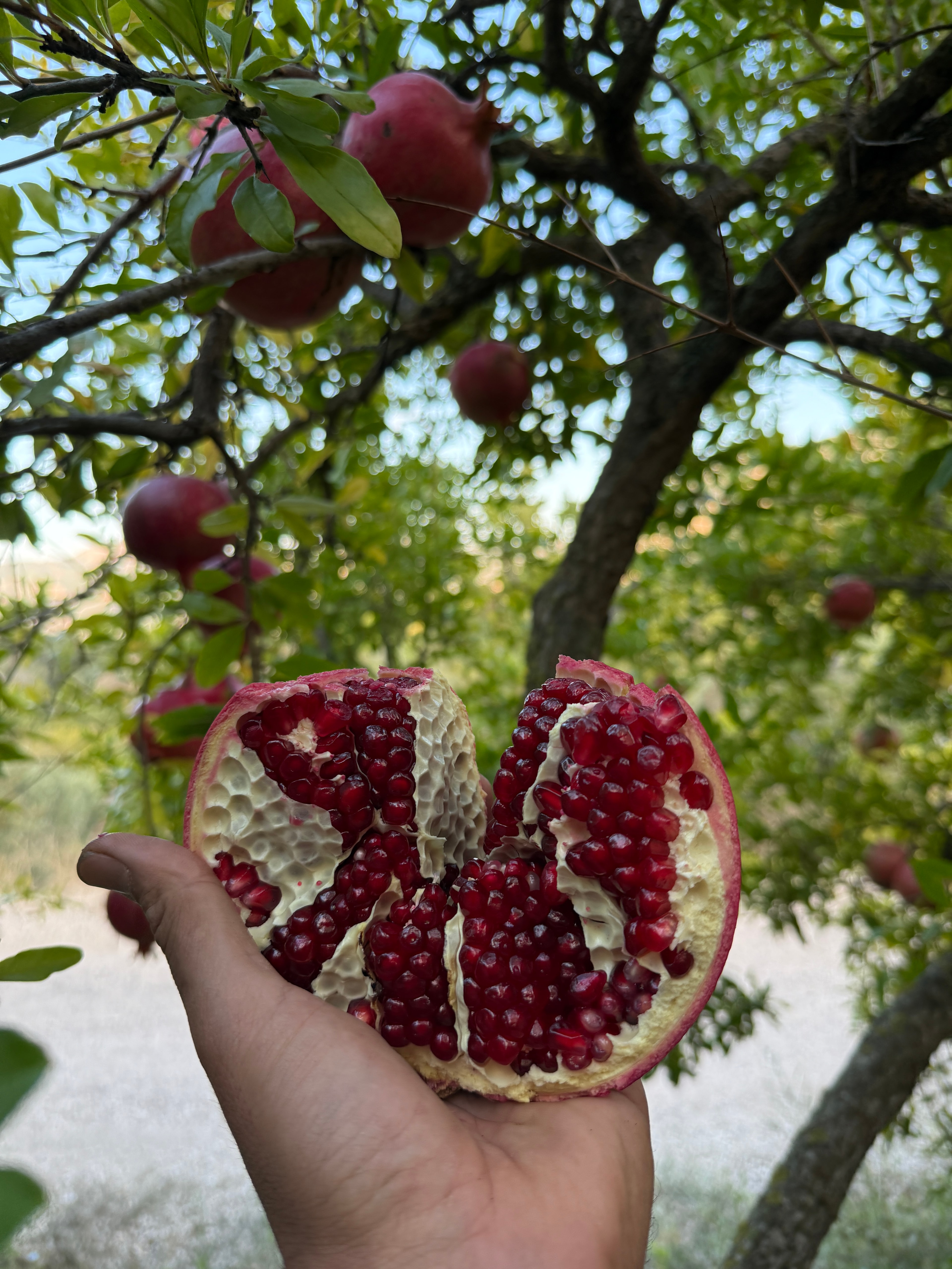 Hicaz Nar 1. Kalite Kg