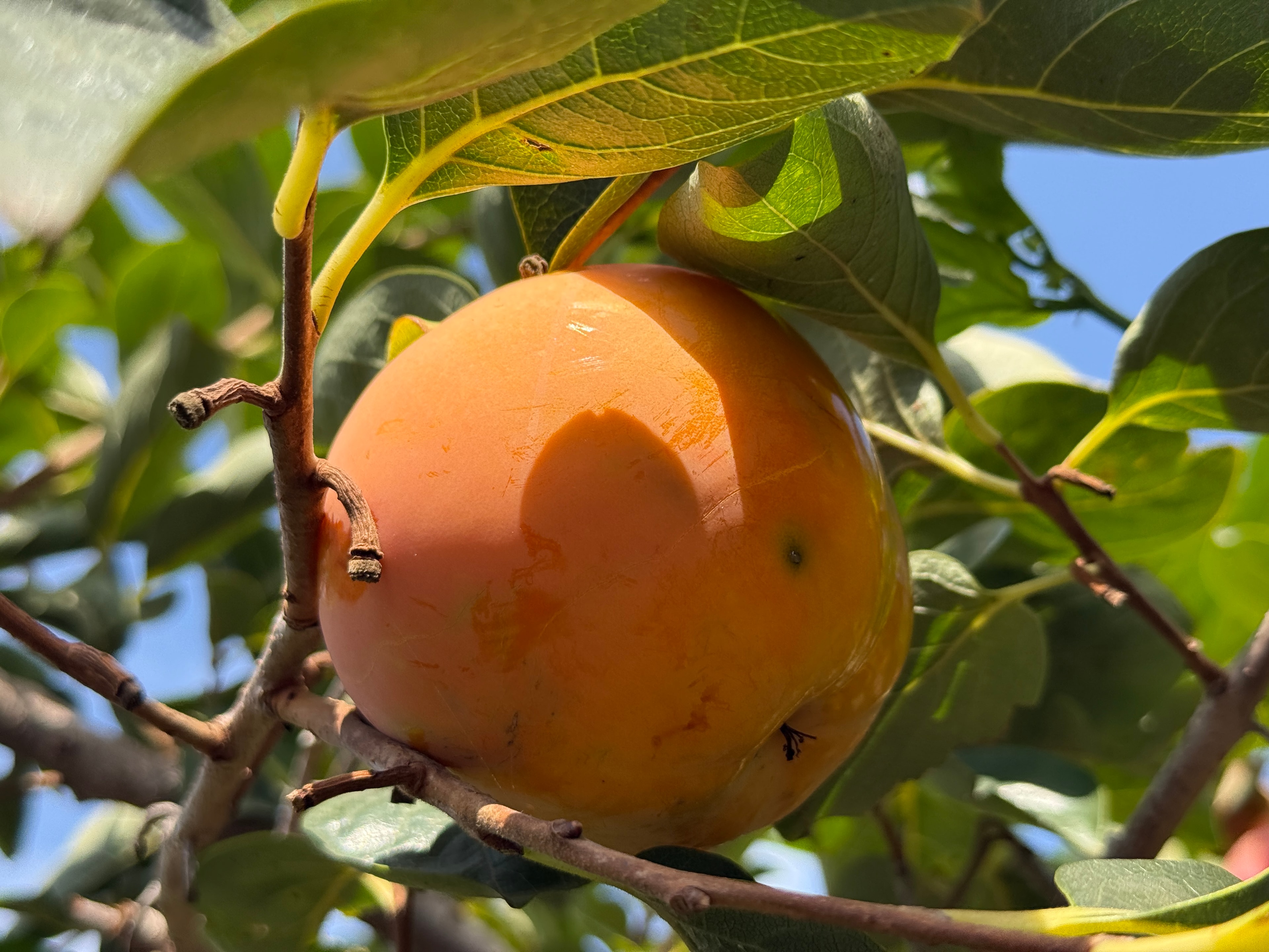 Taze Trabzon Hurması Kg