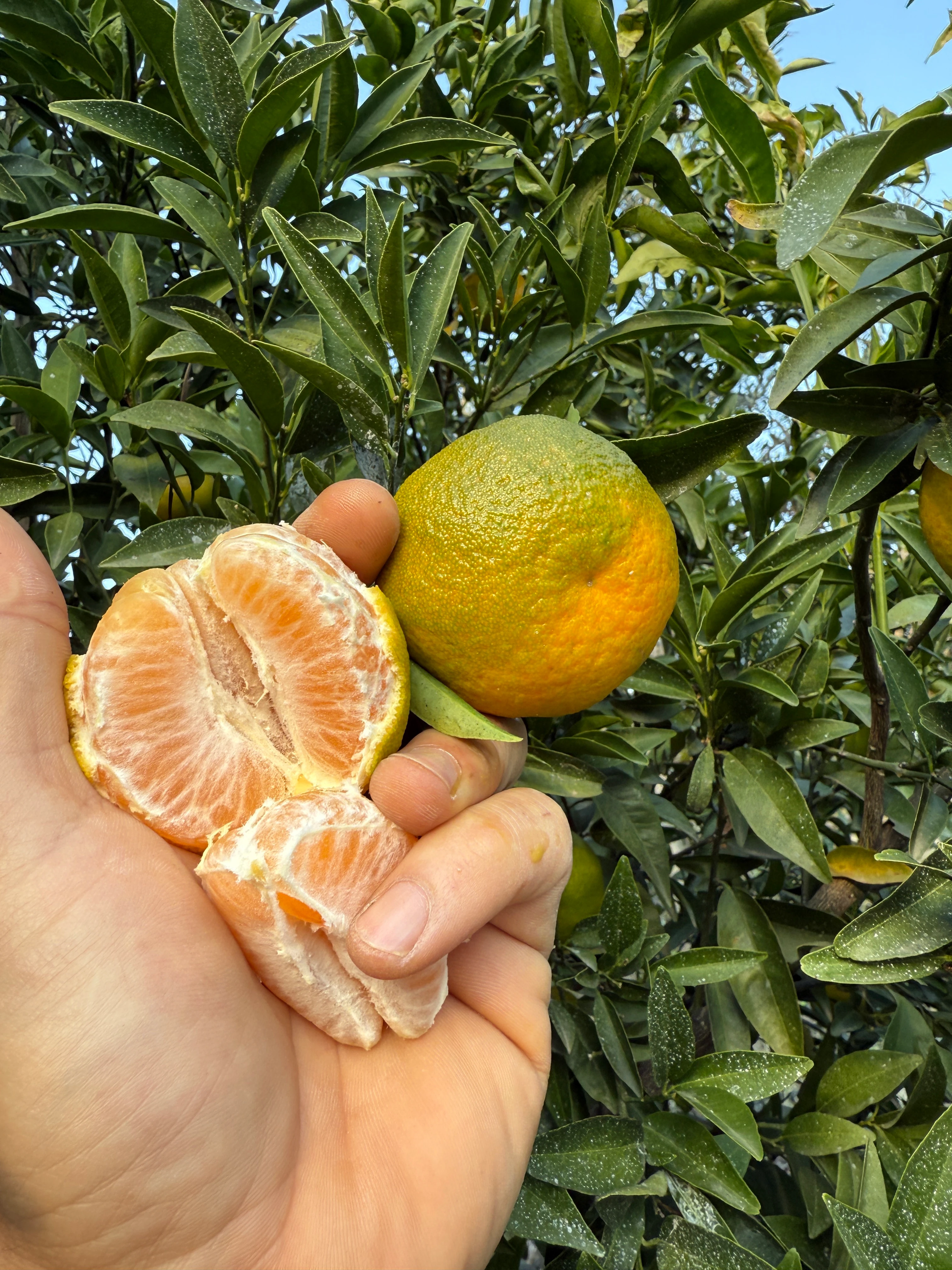İlaçsız Gramantin Mandalina (Clementine Mandarin) Kg