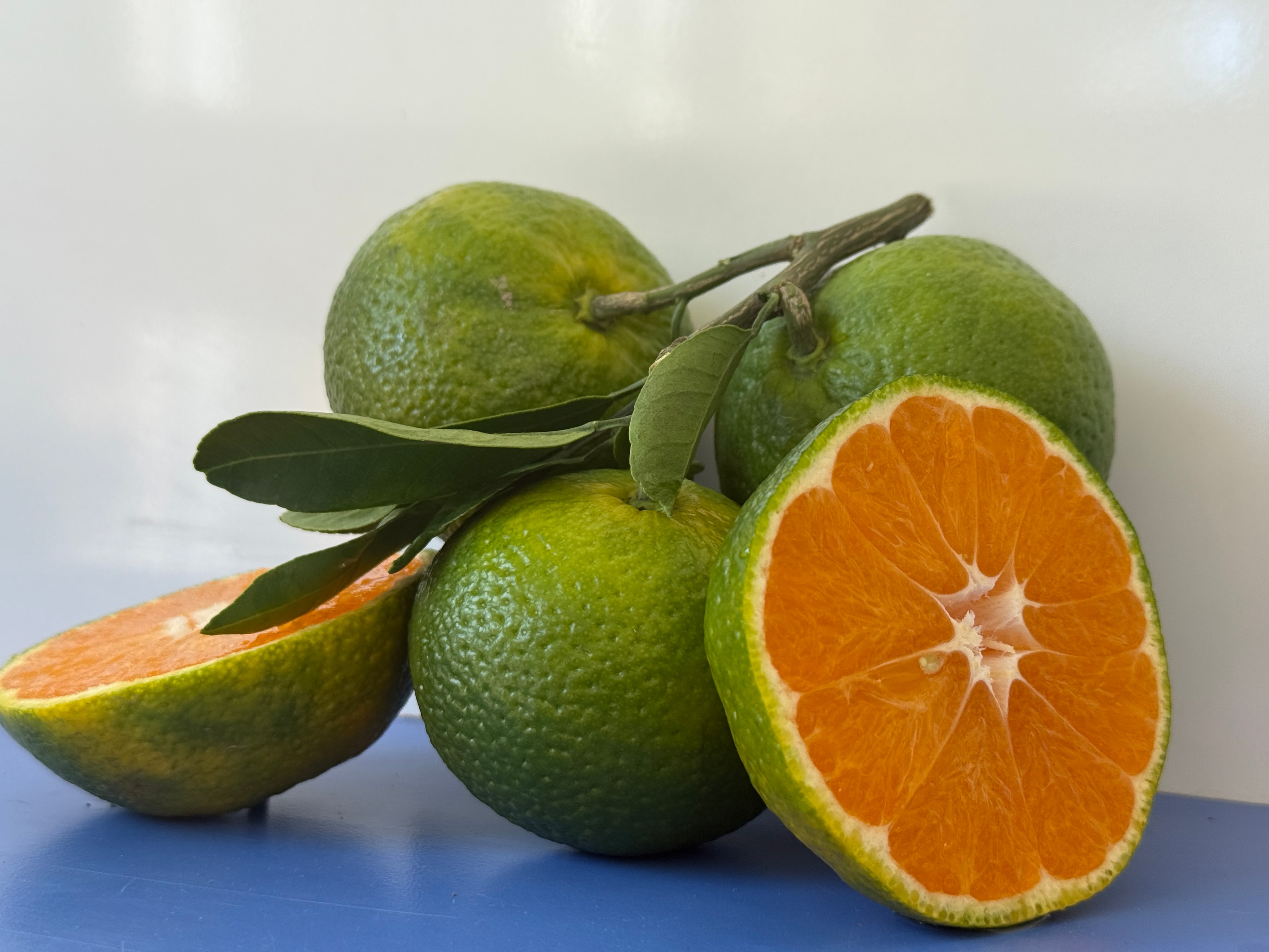 Antalya Mandalinası 