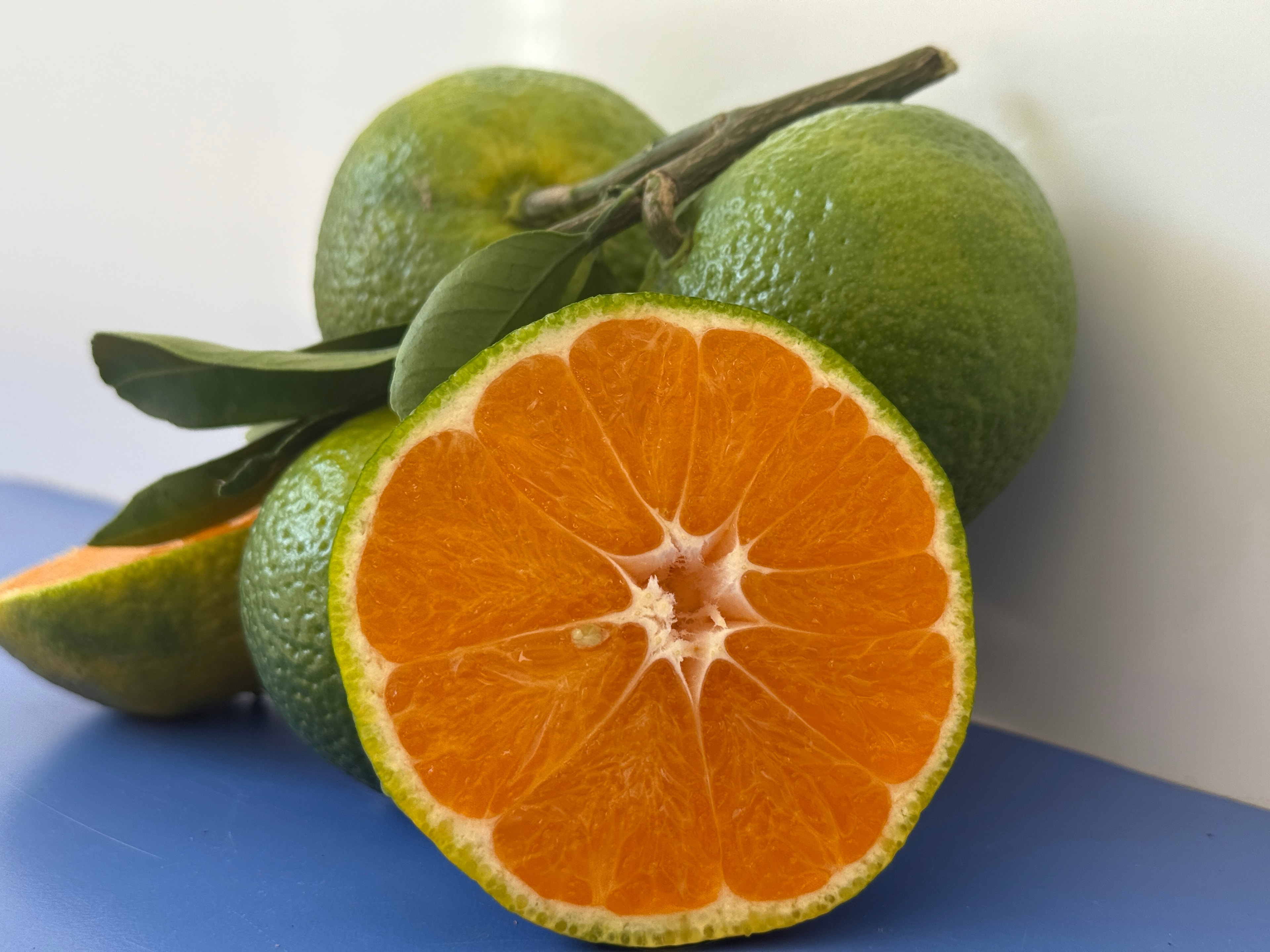 Antalya Mandalinası 