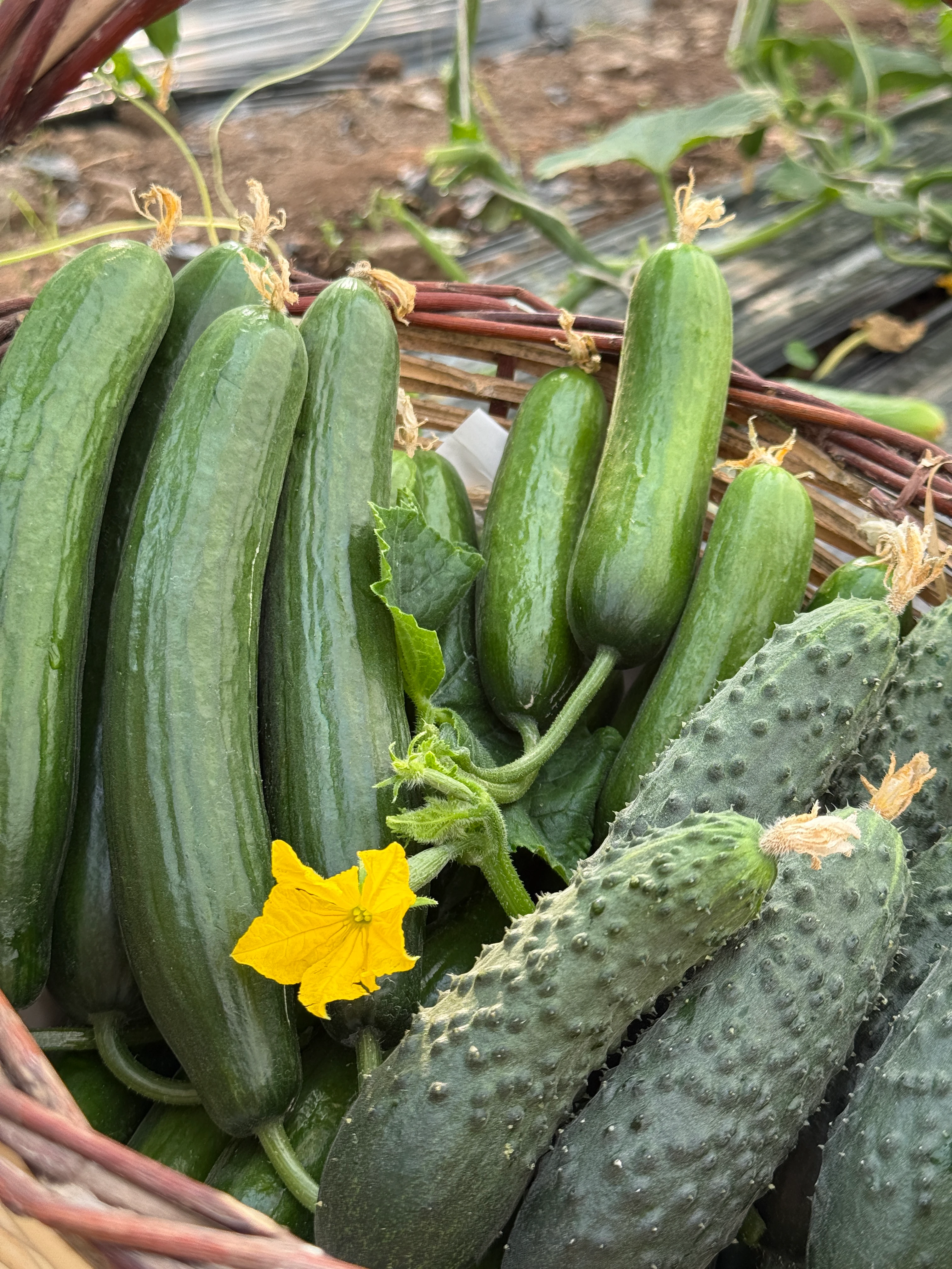 İlaçsız Salatalık Paketi Karışık 2kg (Badem, dikenli, normal)