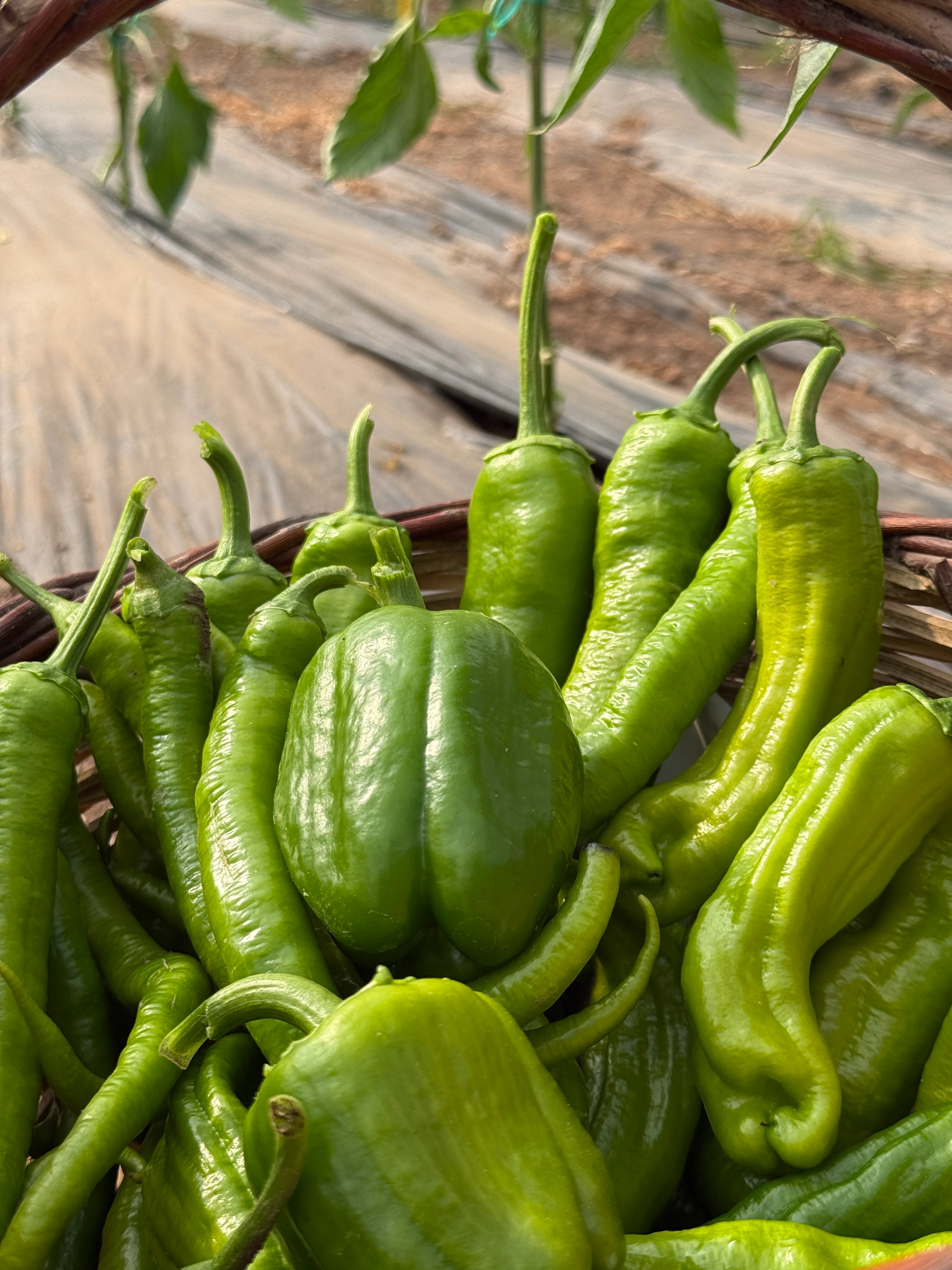 Yeşil Biber Paketi 2kg Karışık Taze